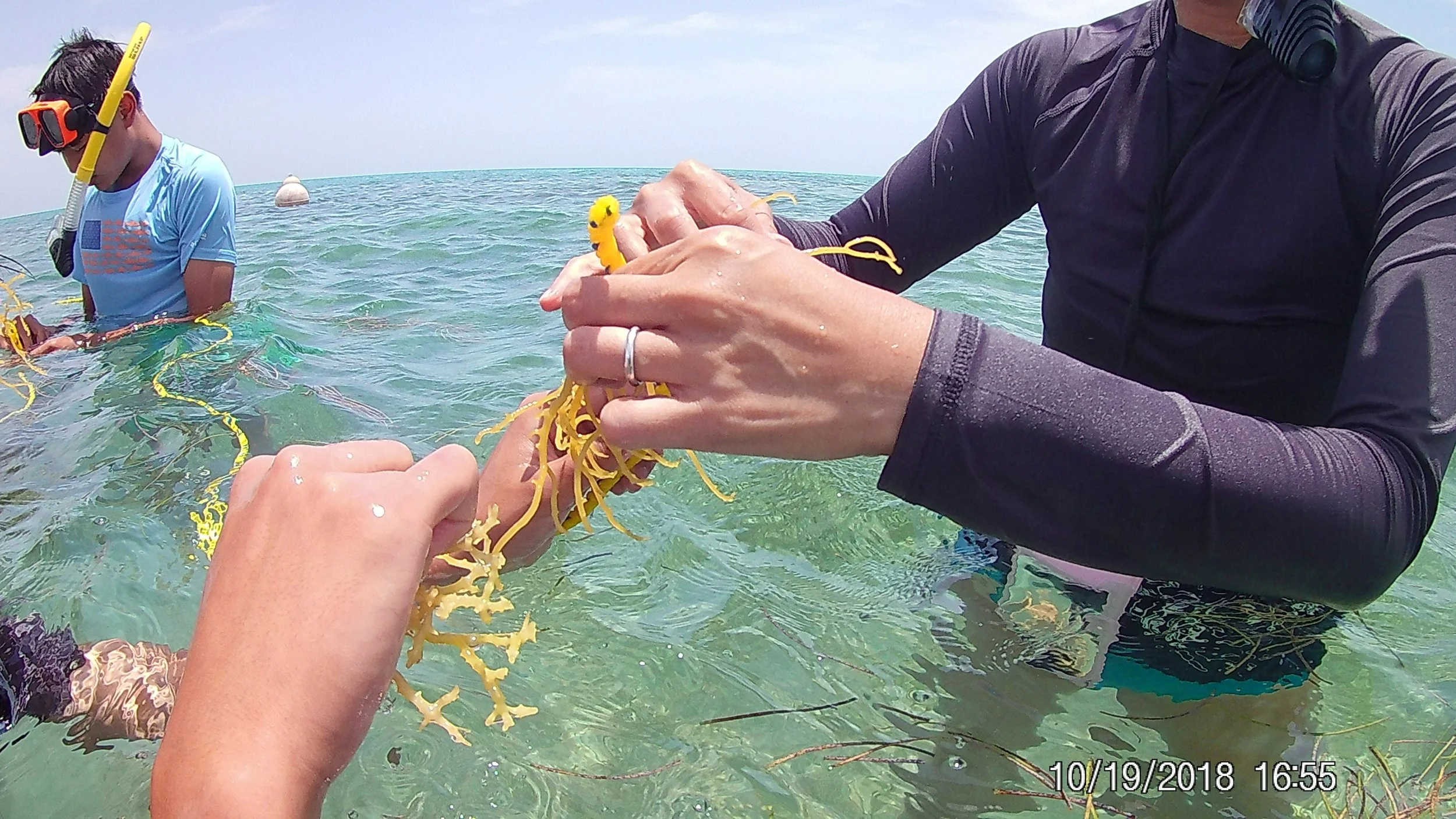 Seaweed Farming Pics with the students 2 (1).JPG