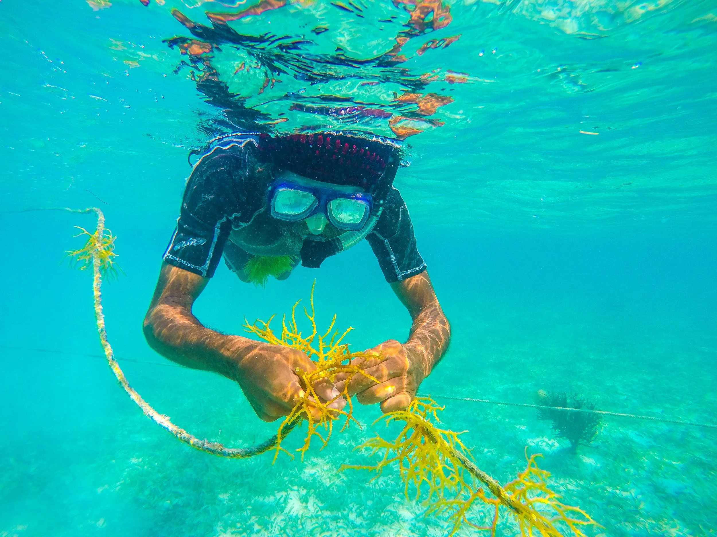 JAPS.SEAWEED.LITTLEWATER.CAYE.2016-7.JPG