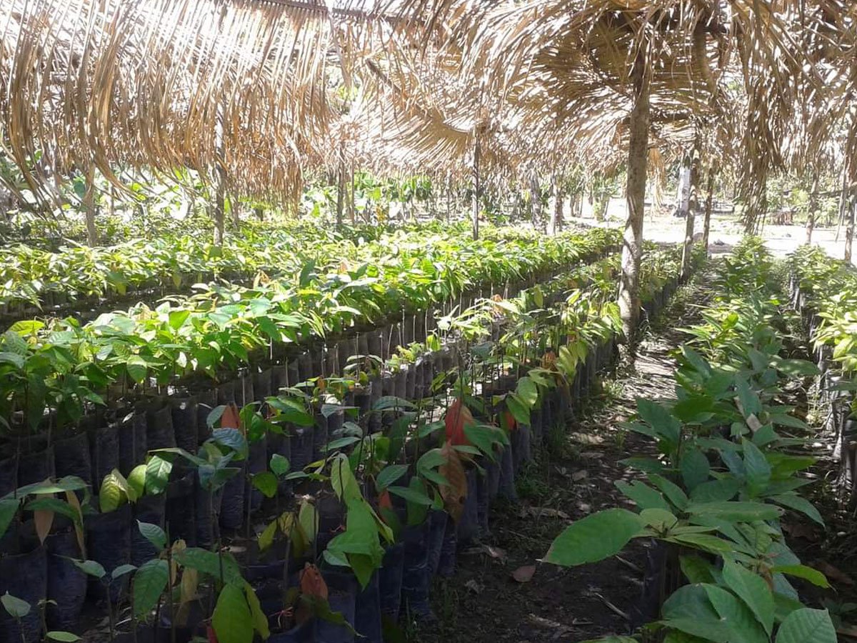 Cacao-farm-project-19.jpg