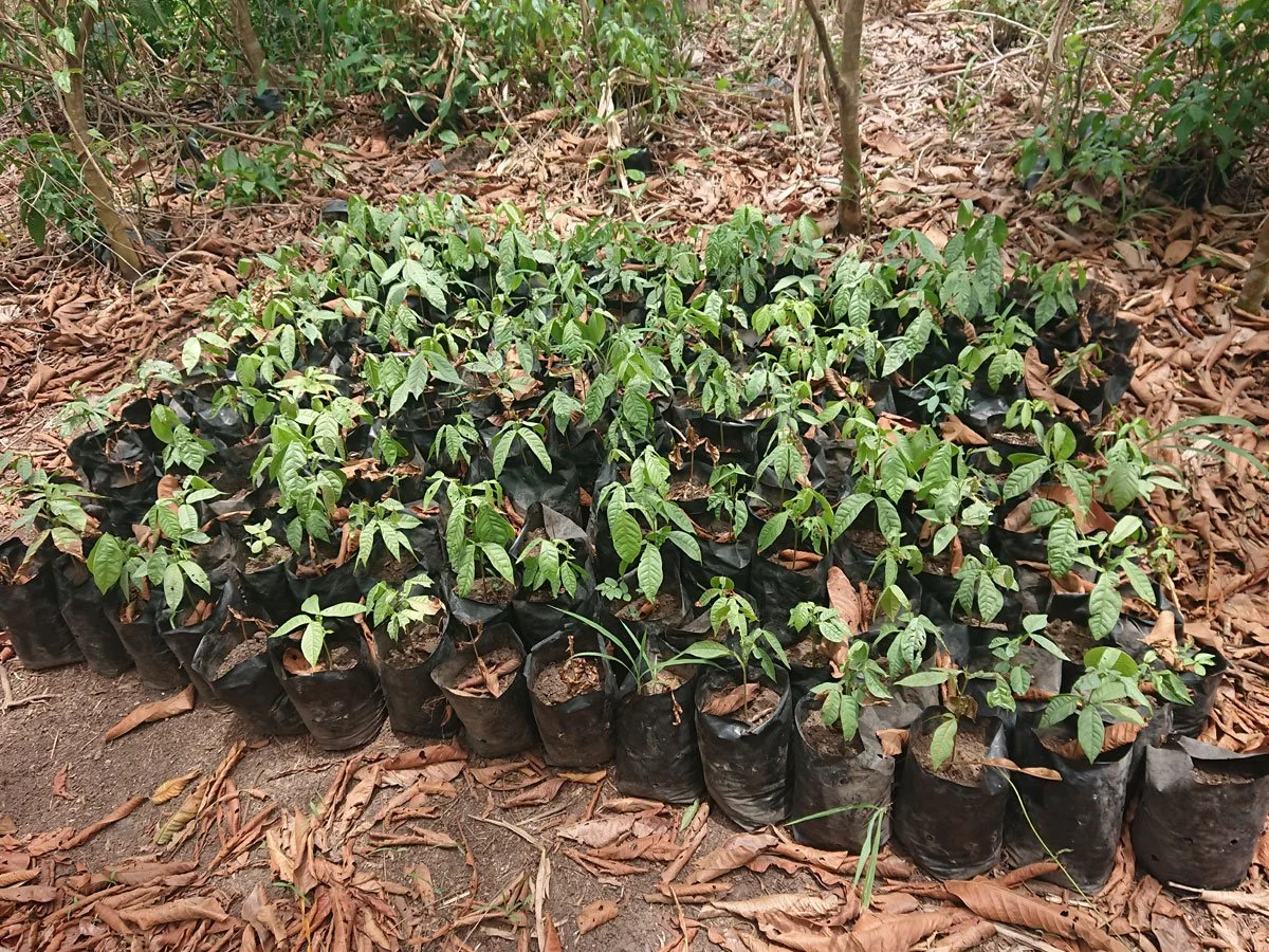 Cacao-farm-project-14.jpg