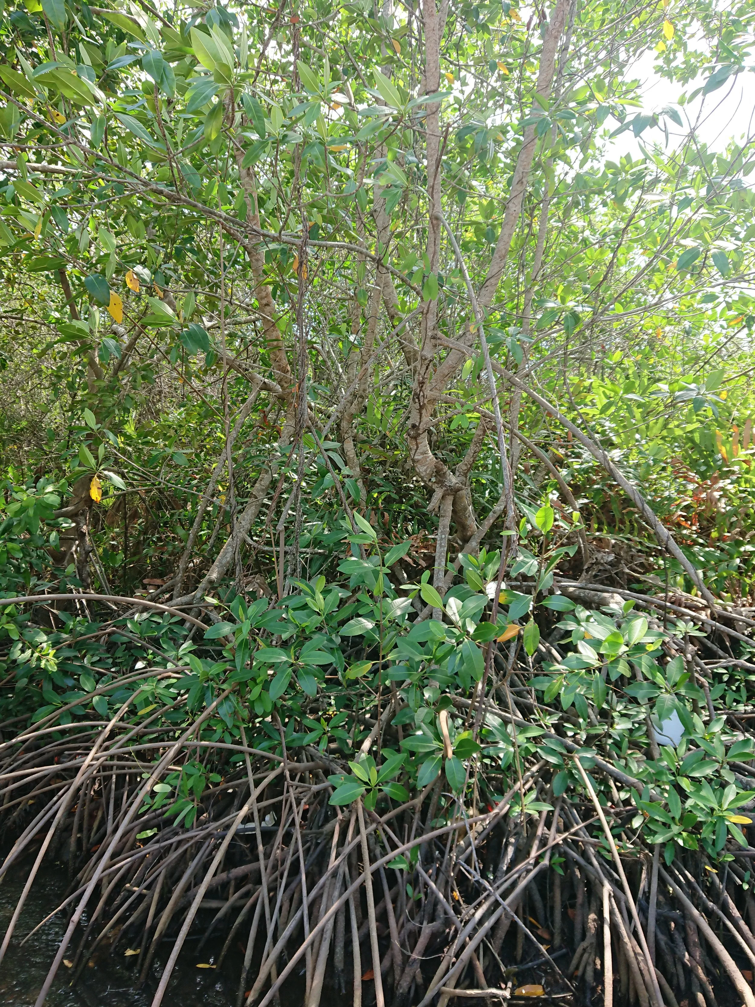 Mangrove planting 4.JPG