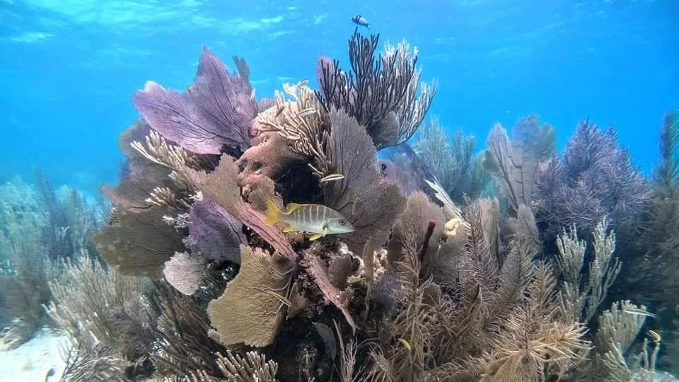 Healthy reefs in Belize 1.jpg