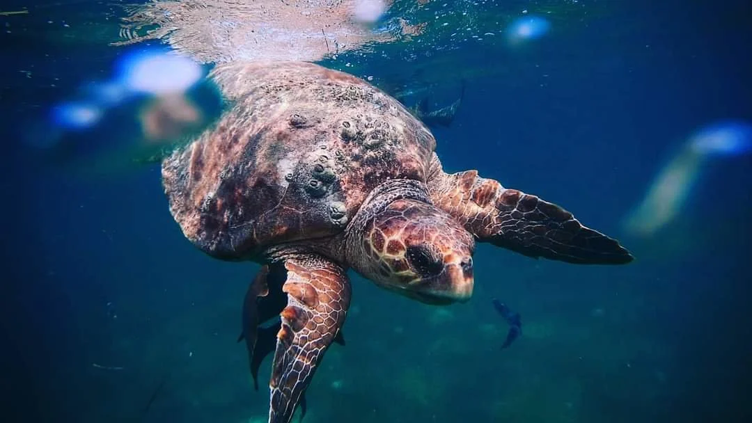 Hawsbill turtle.jpg