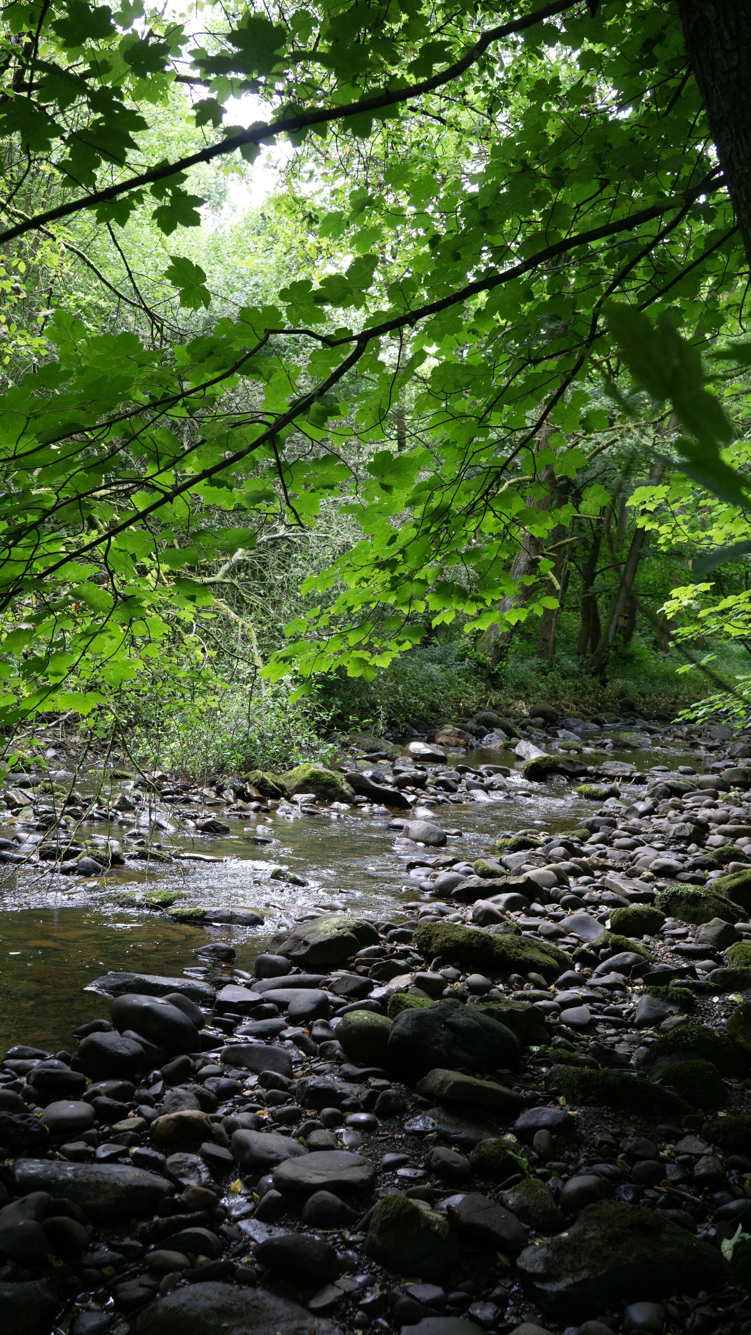 DSC04208.jpg