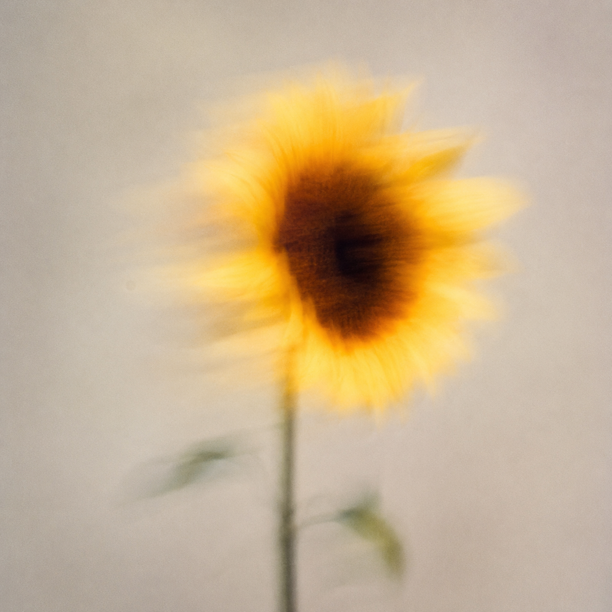 A blurry photograph of a sunflower with a brown center and yellow petals against a plain background.