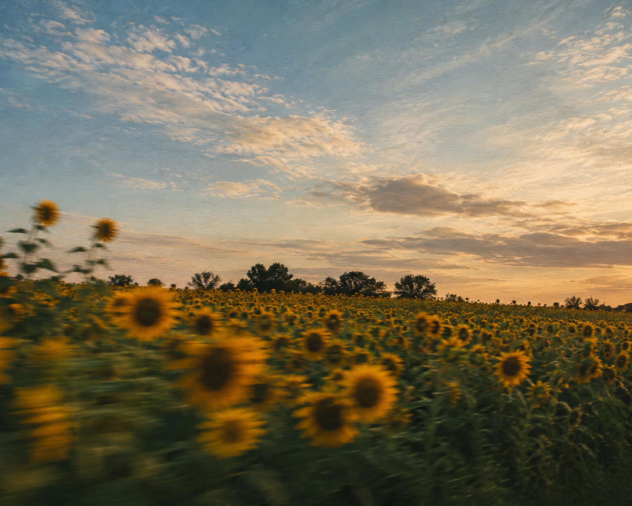 A field of blooming sunflowers with a sunset sky overhead and scattered clouds.