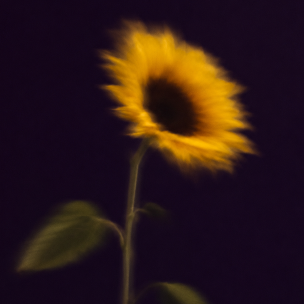 Blurred yellow sunflower against a black background.