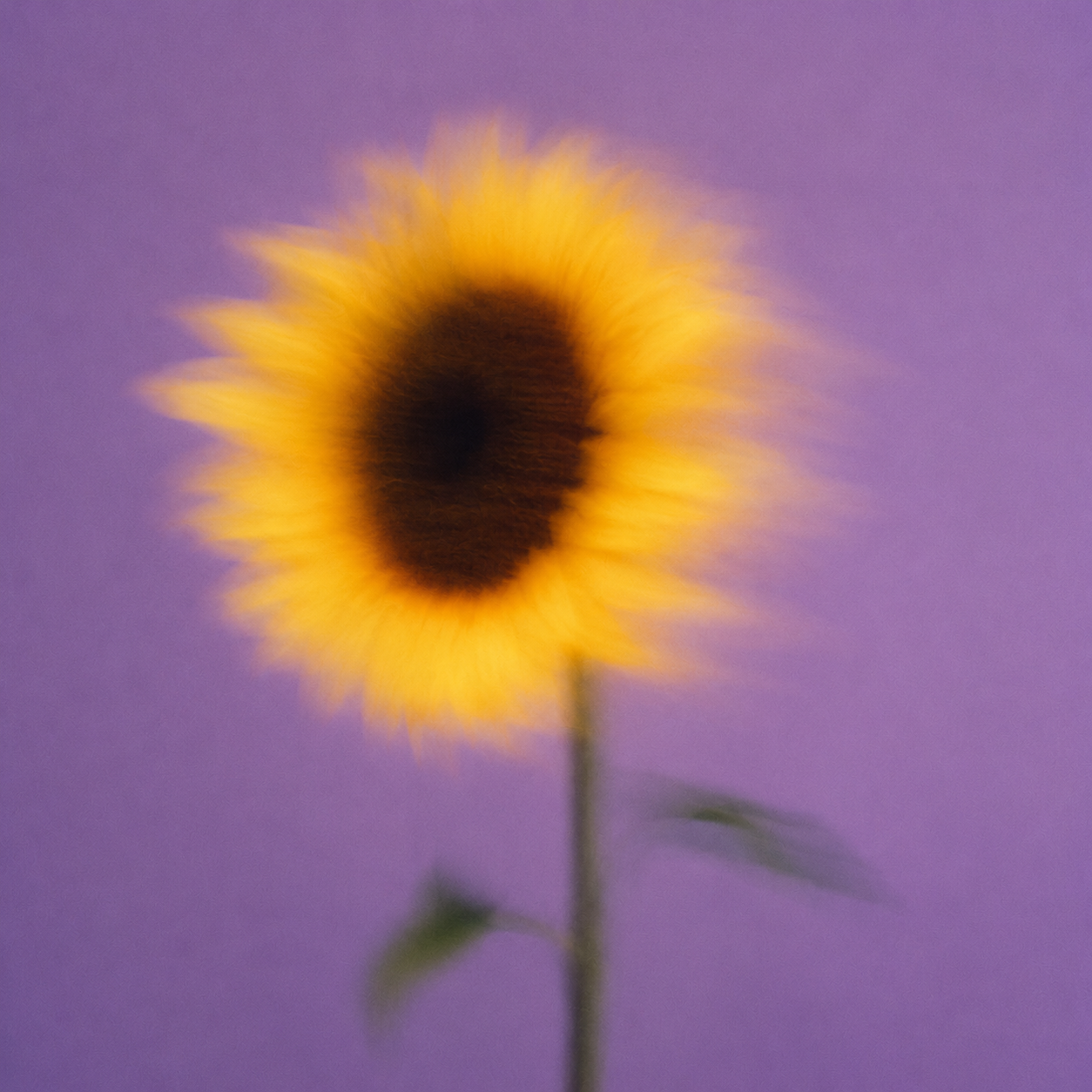 A blurred sunflower with yellow petals and a dark center against a purple background.