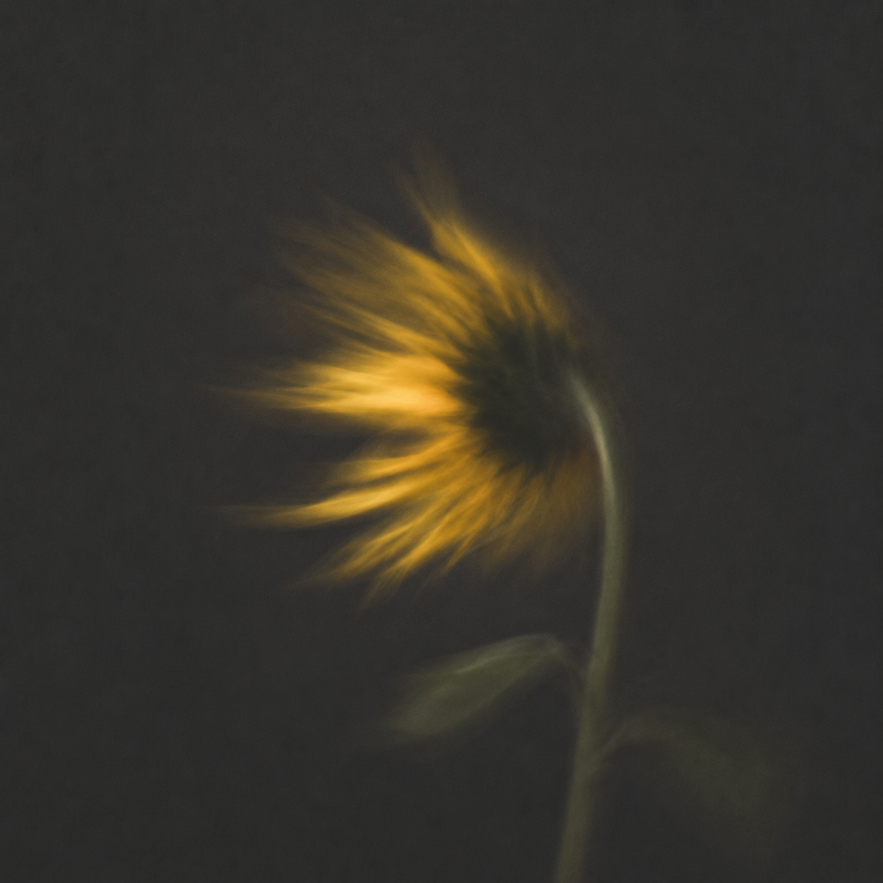 A blurred close-up photograph of a yellow flower against a dark background.