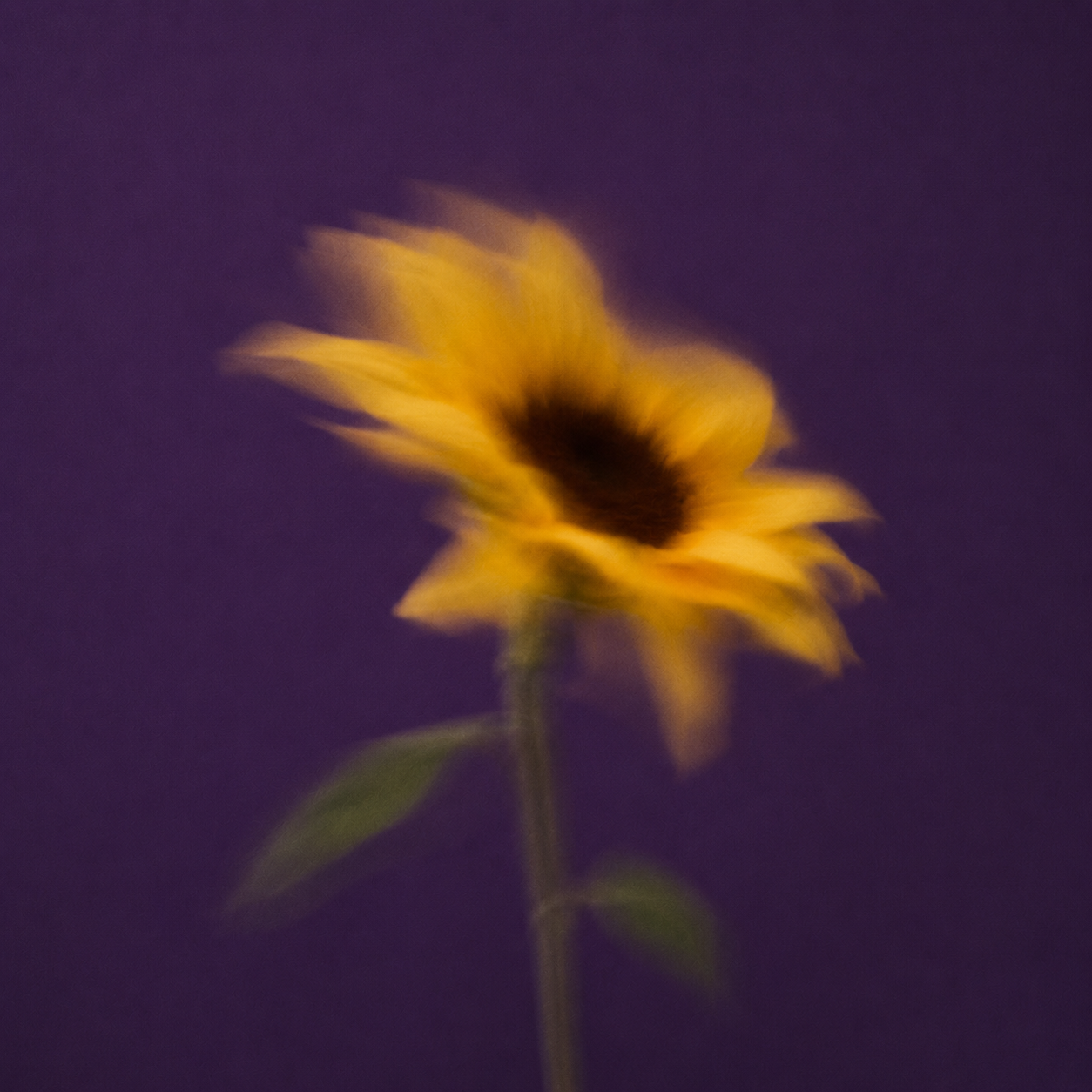 A blurry image of a yellow sunflower with a dark center against a purple background.