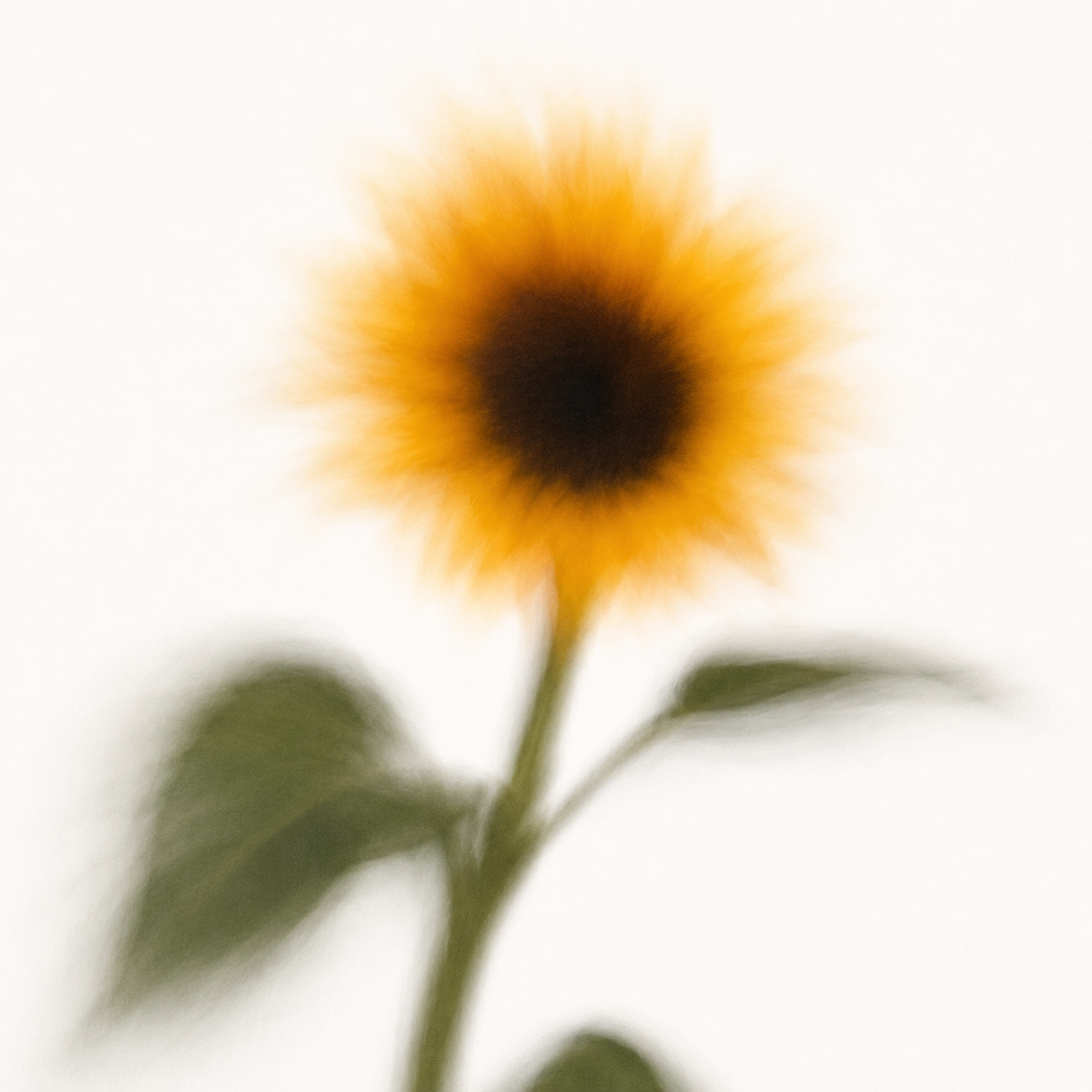 A blurred close-up of a sunflower with yellow petals and green leaves against a white background.