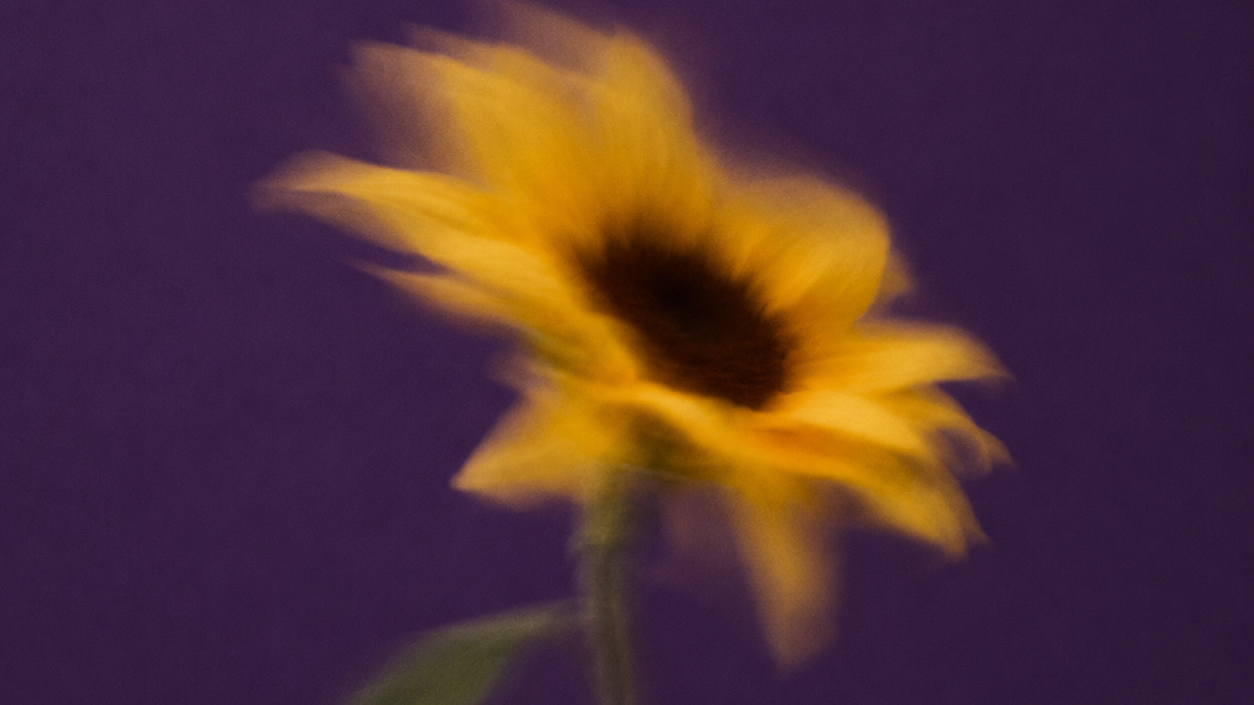 Blurred close-up image of a yellow sunflower against a dark background.