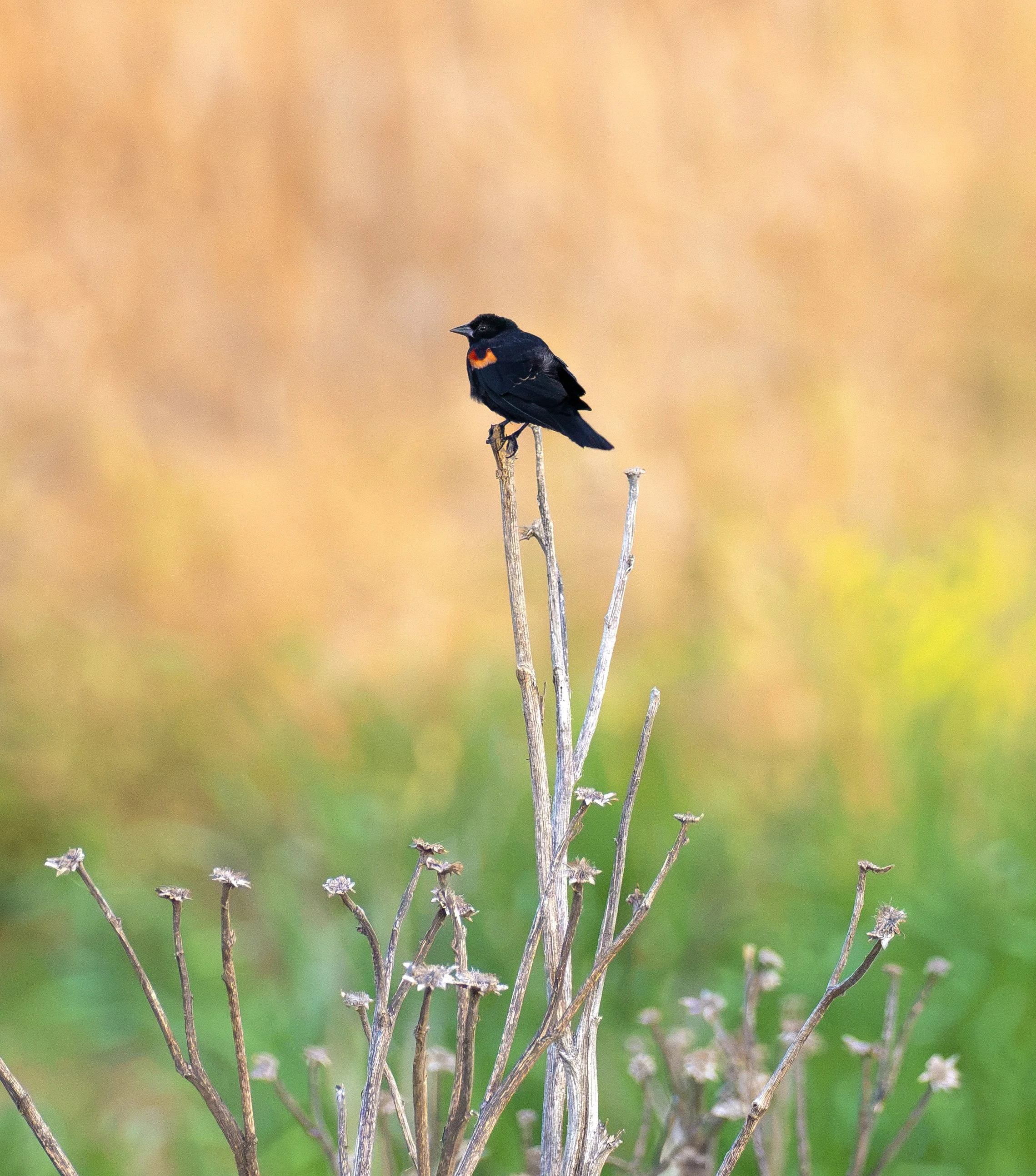 tricolor blackbird 1.jpg