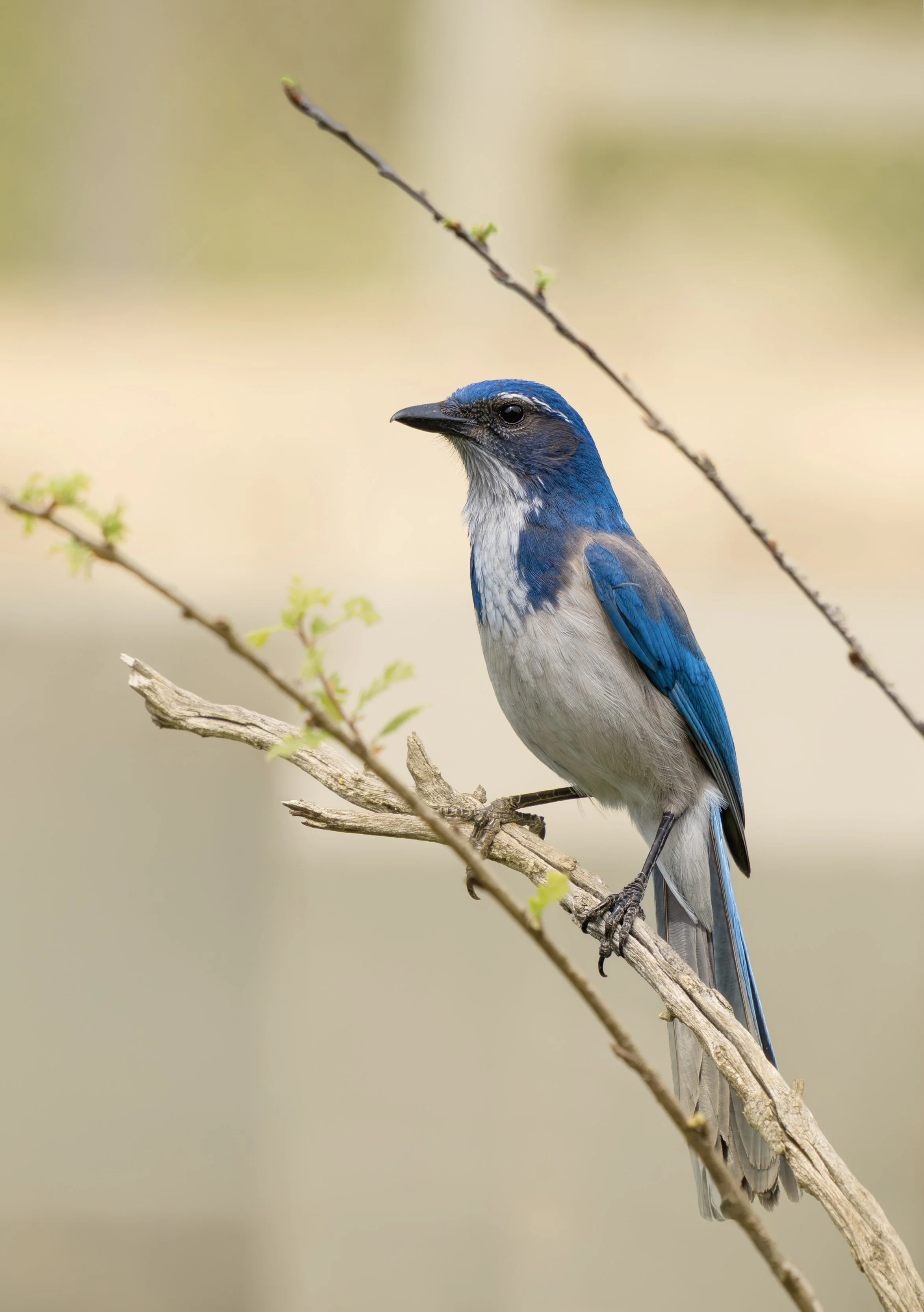 california bluejay 7.jpg