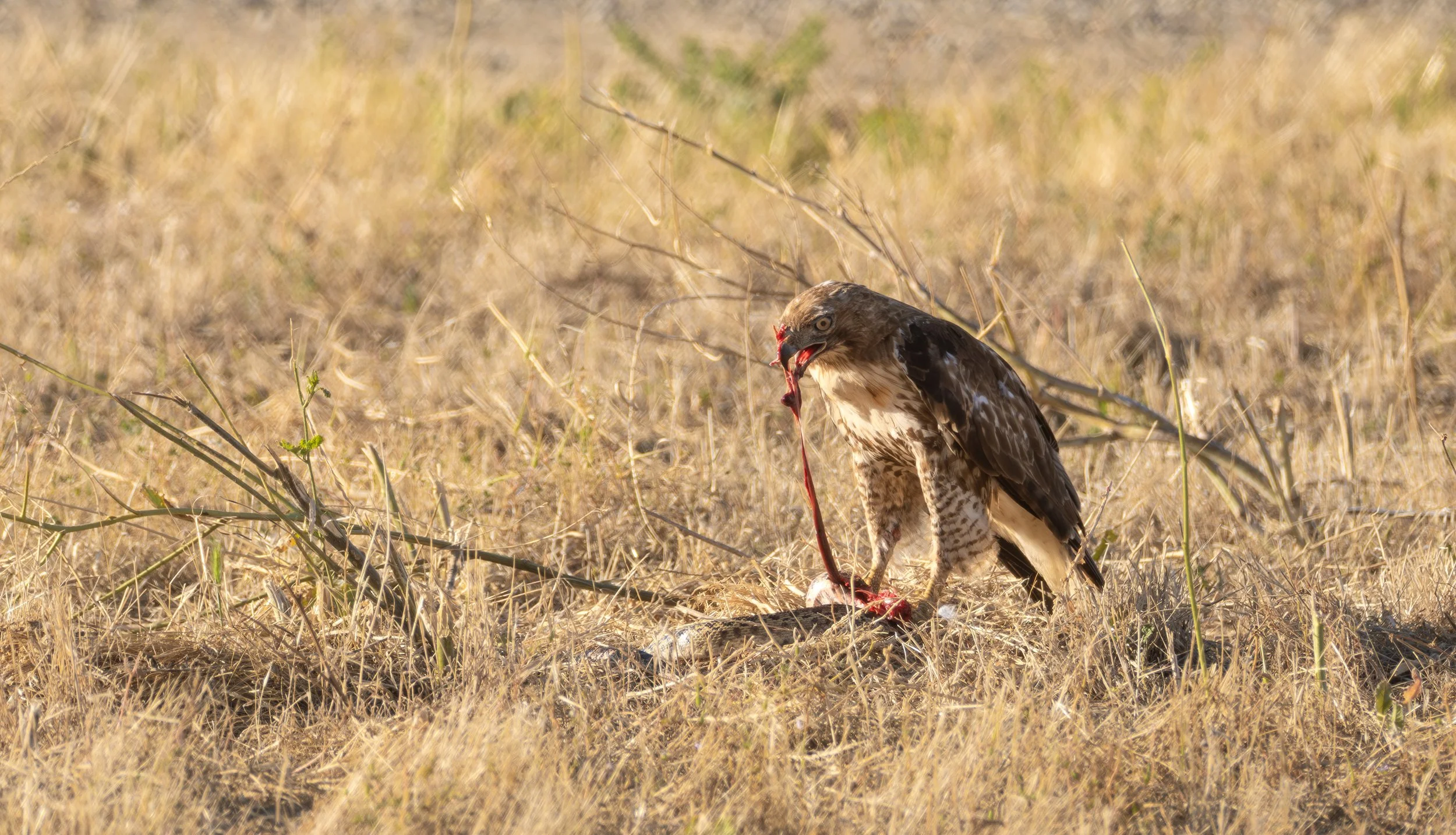 red tailed hawk 4.jpg