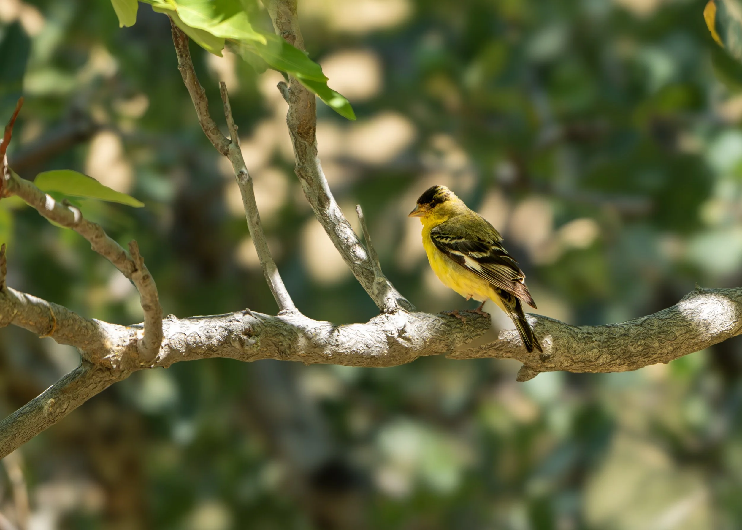 lesser goldfinch 3.jpg