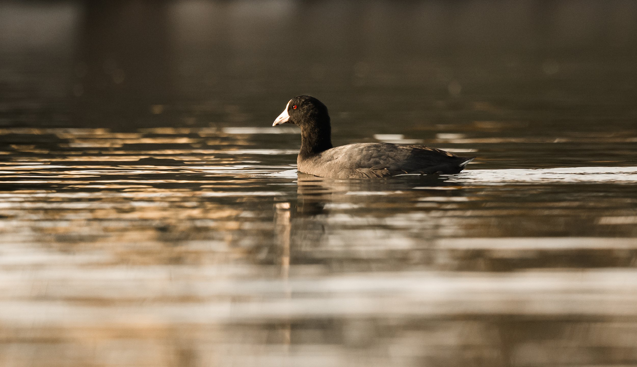 coot 4.jpg