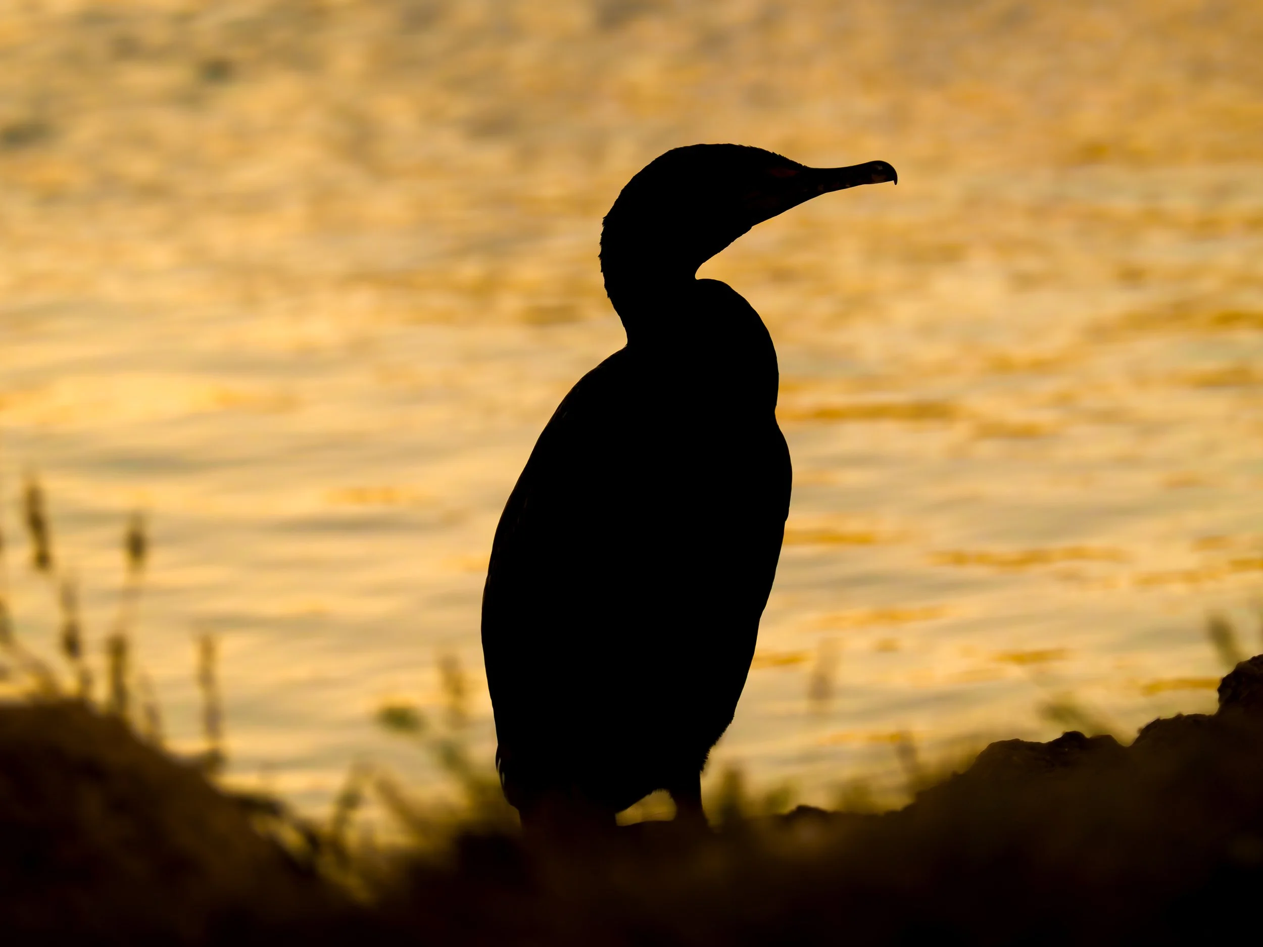 cormorant silhouette.jpg