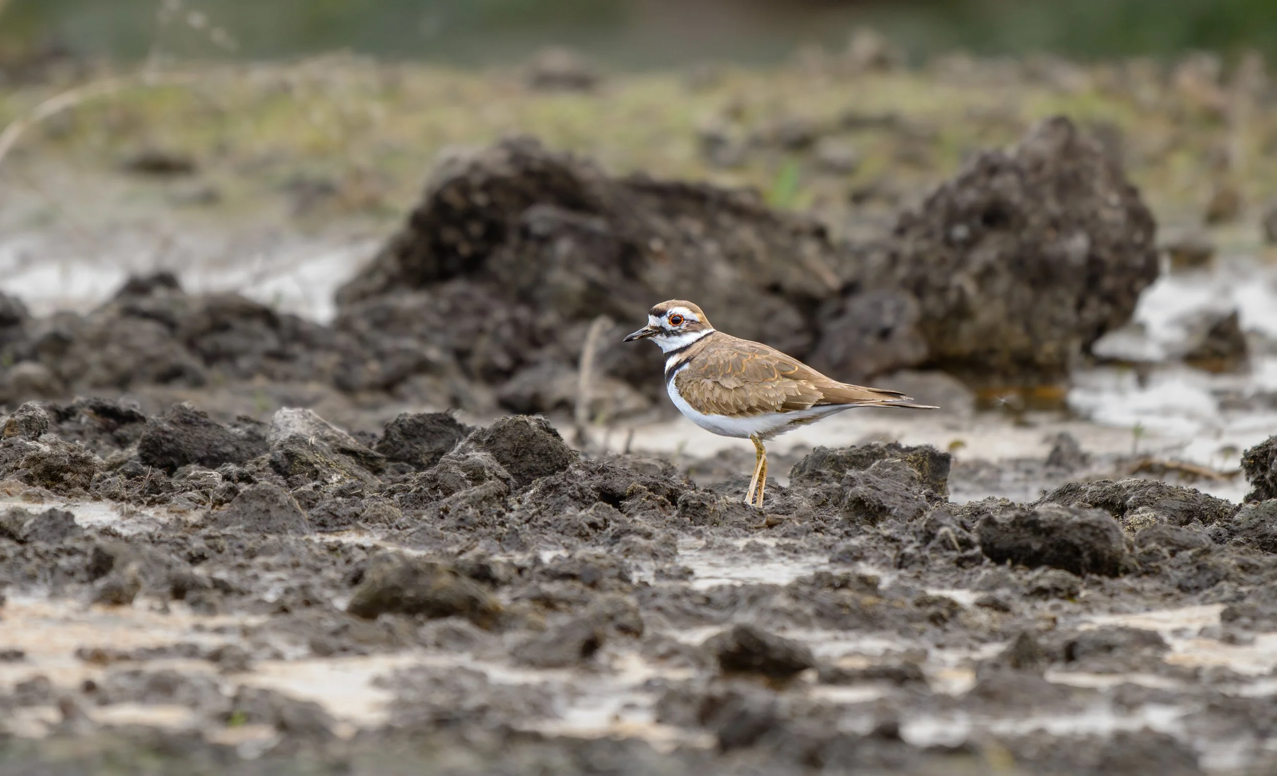 killdeer.jpg