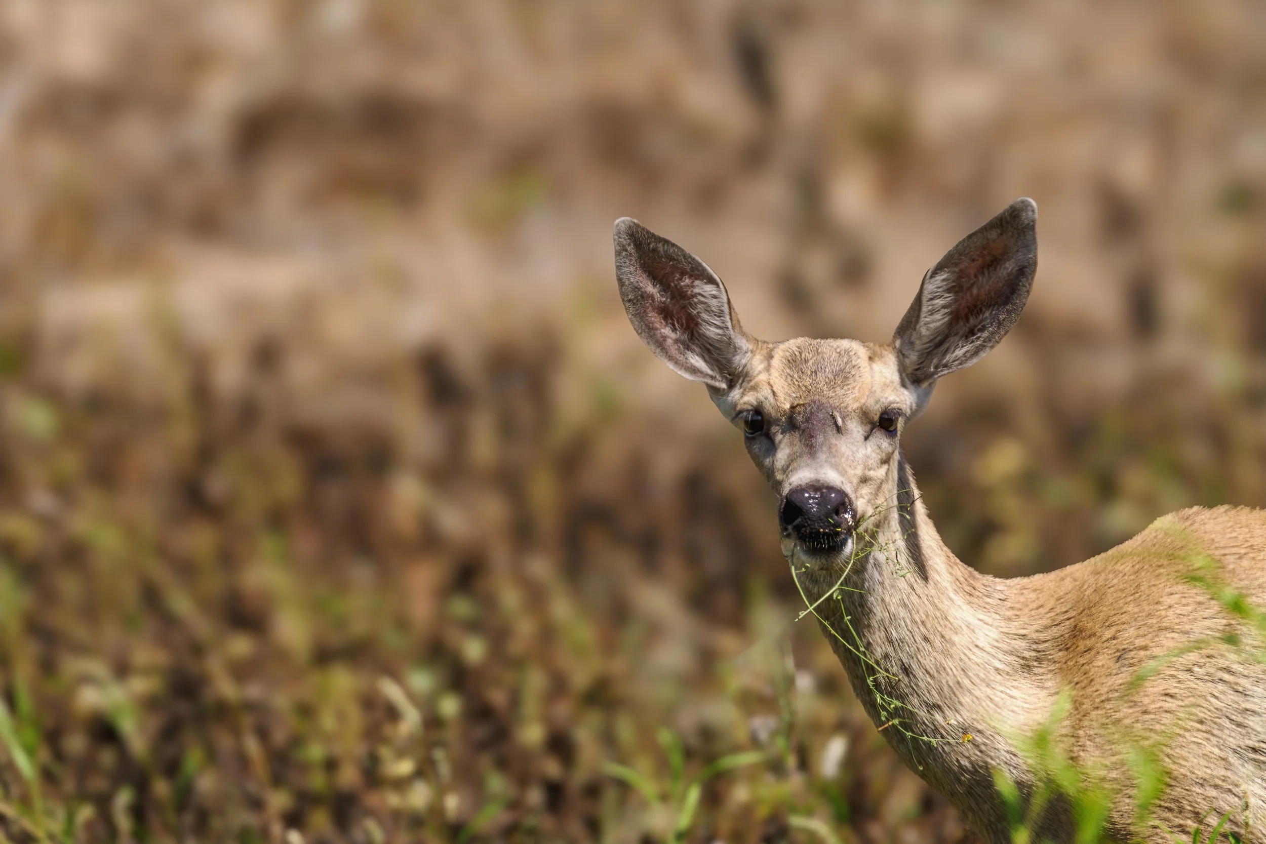 deer.jpg