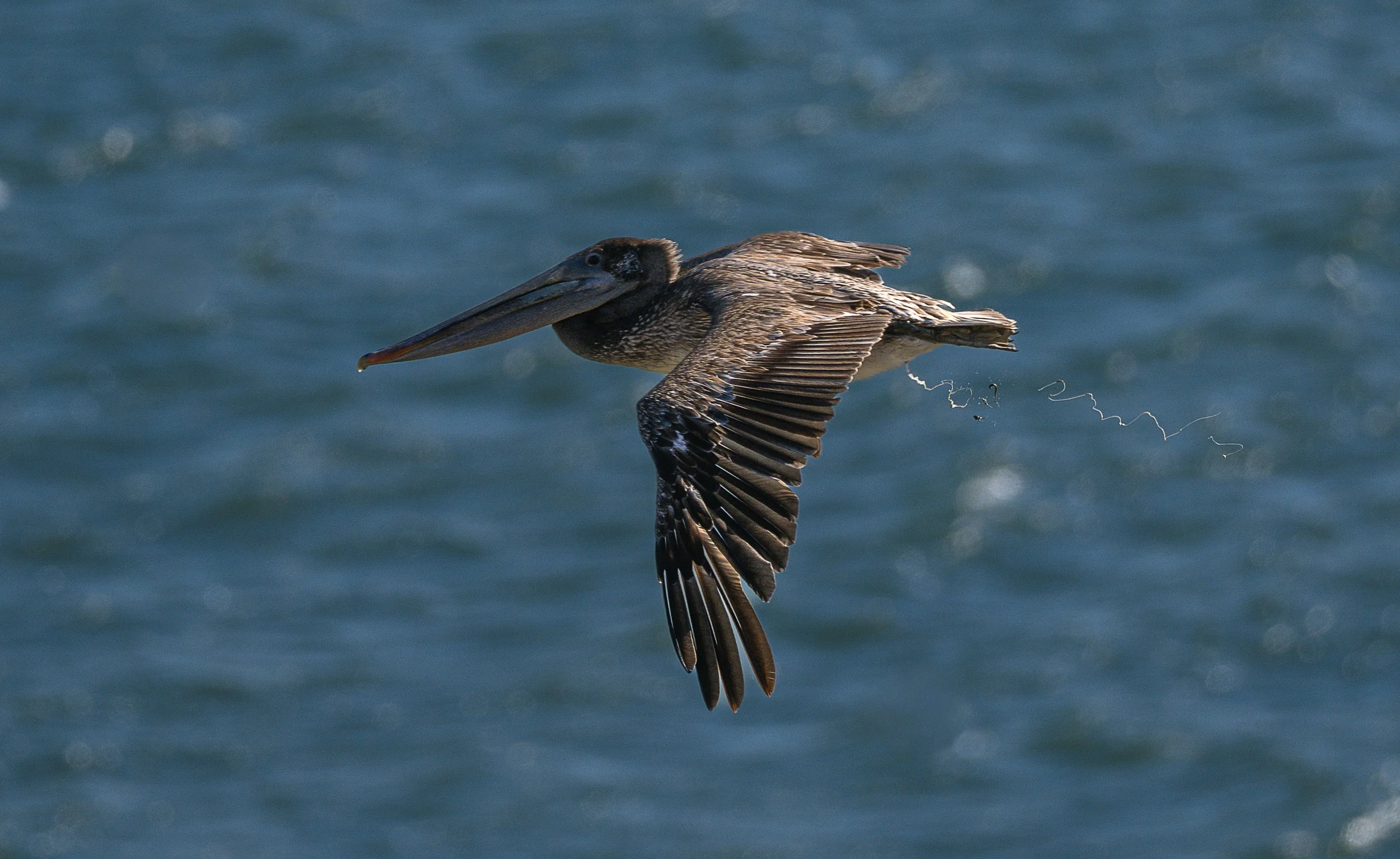 brown pelican 6.jpg