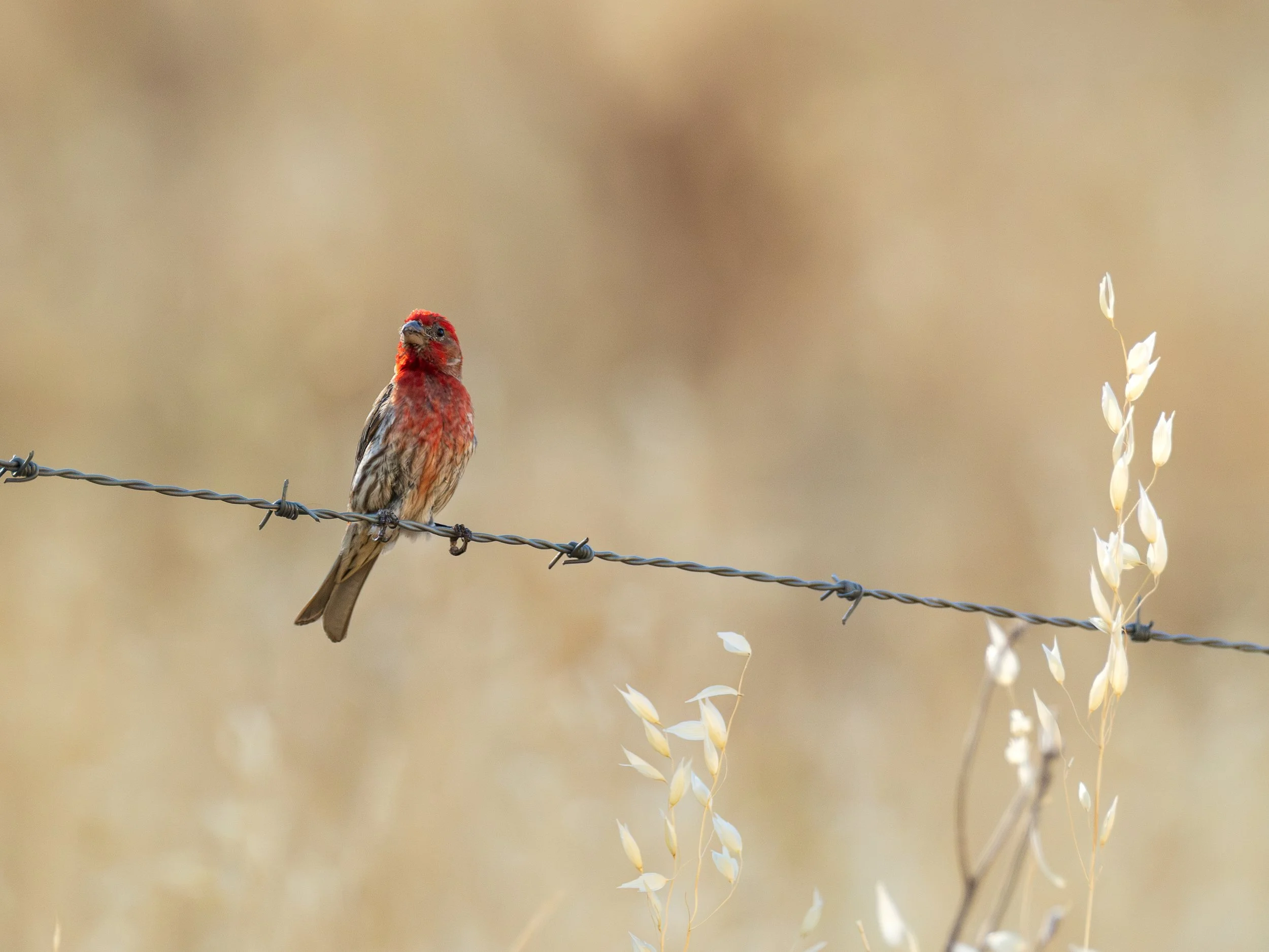 barbwire house finch.jpg
