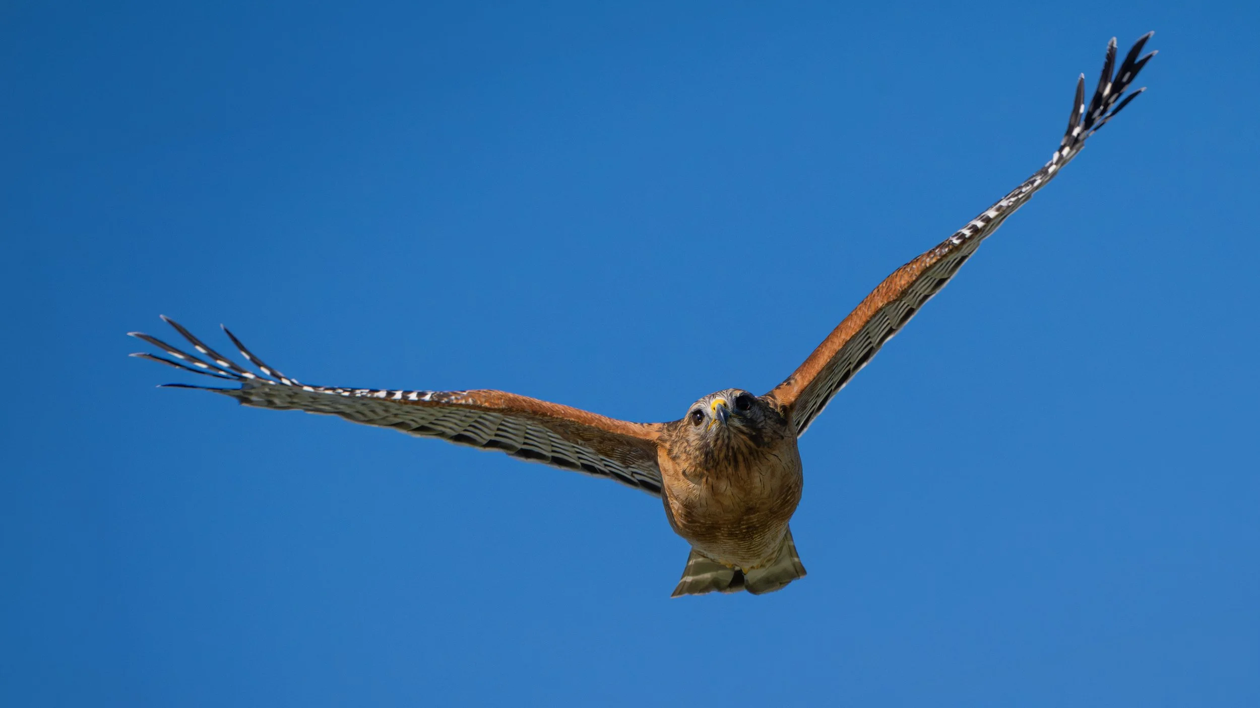 red shoulder hawk 2.jpg