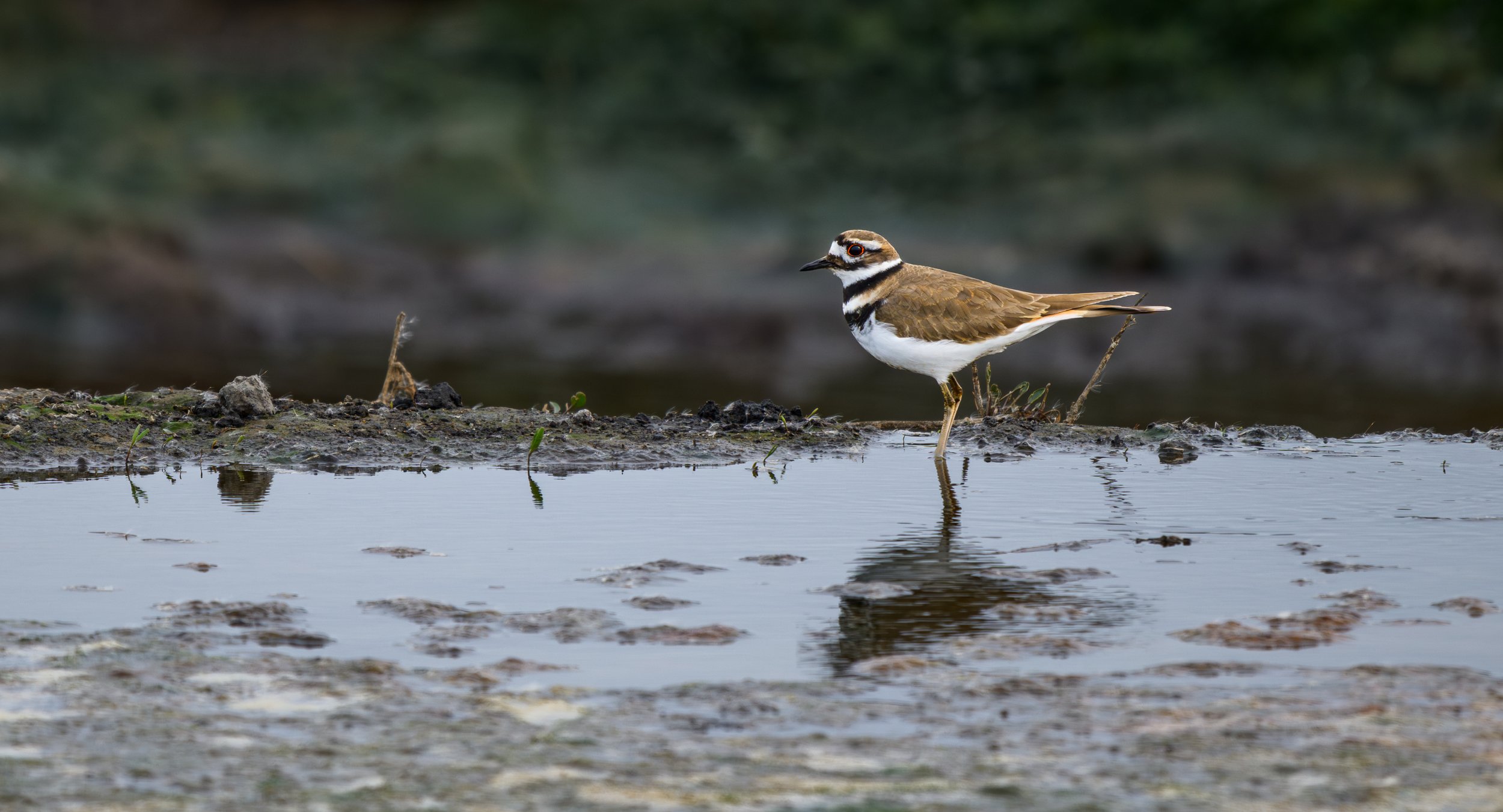 killdeer 1.jpg