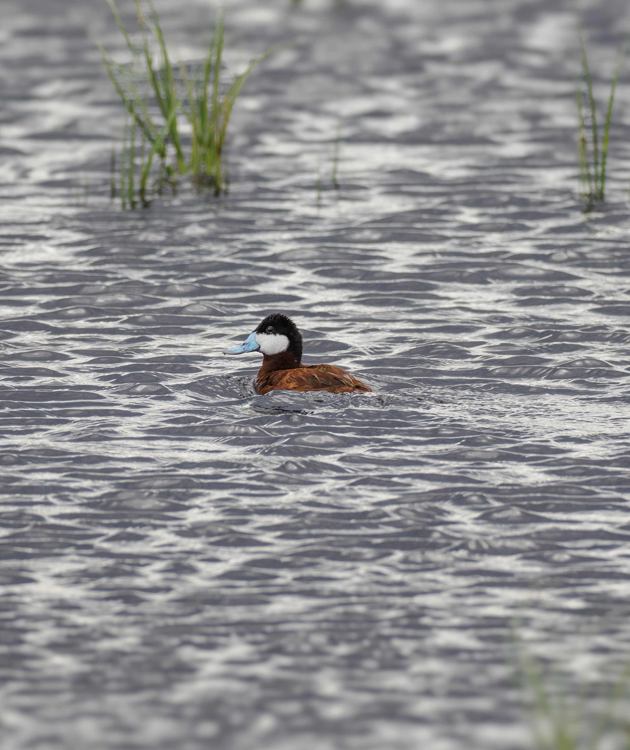 ruddy duck 1.jpg