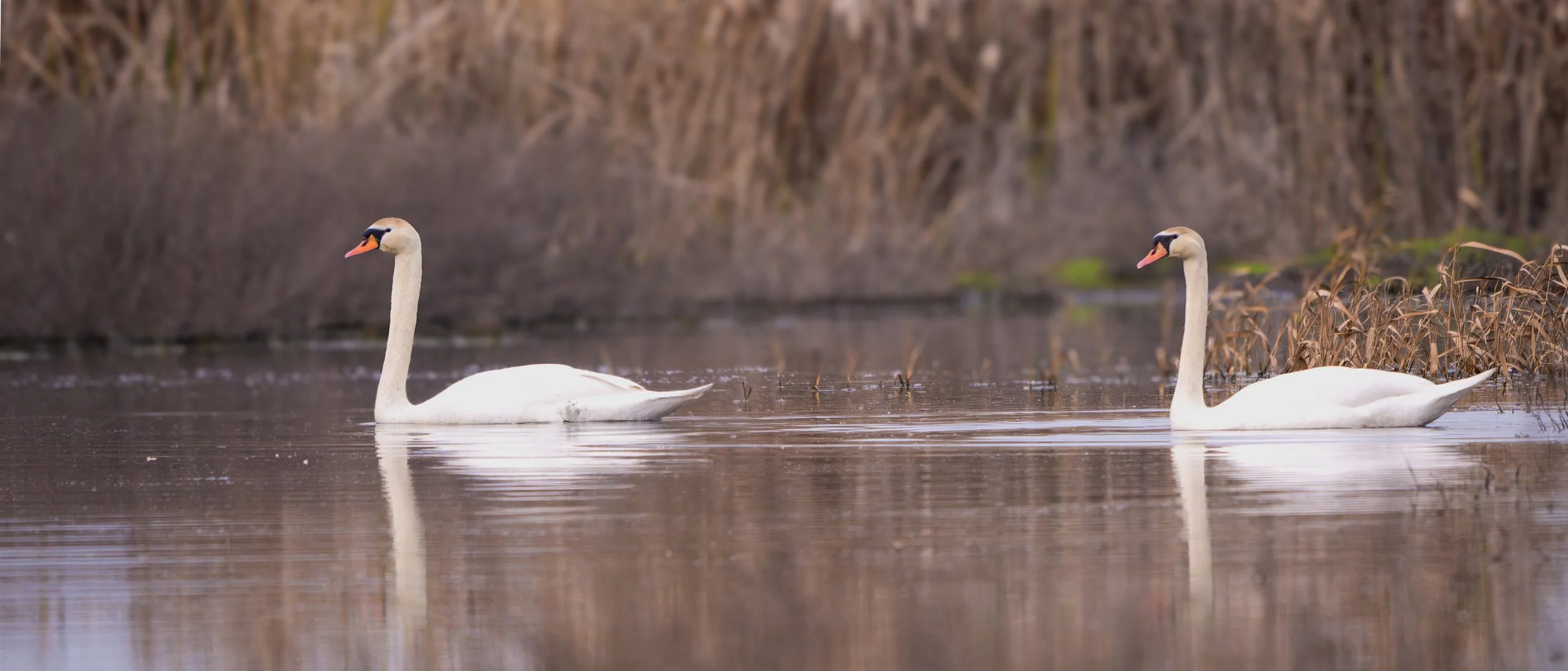 muted swans 1.jpg