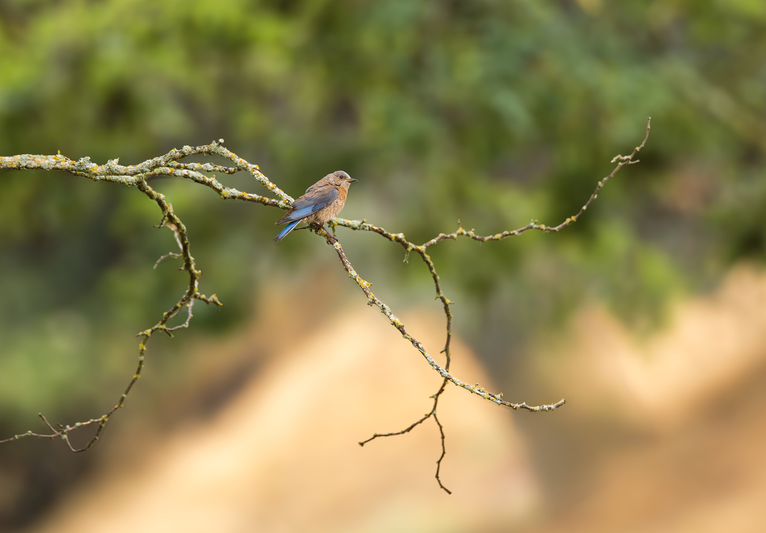 northern bluebird.jpg