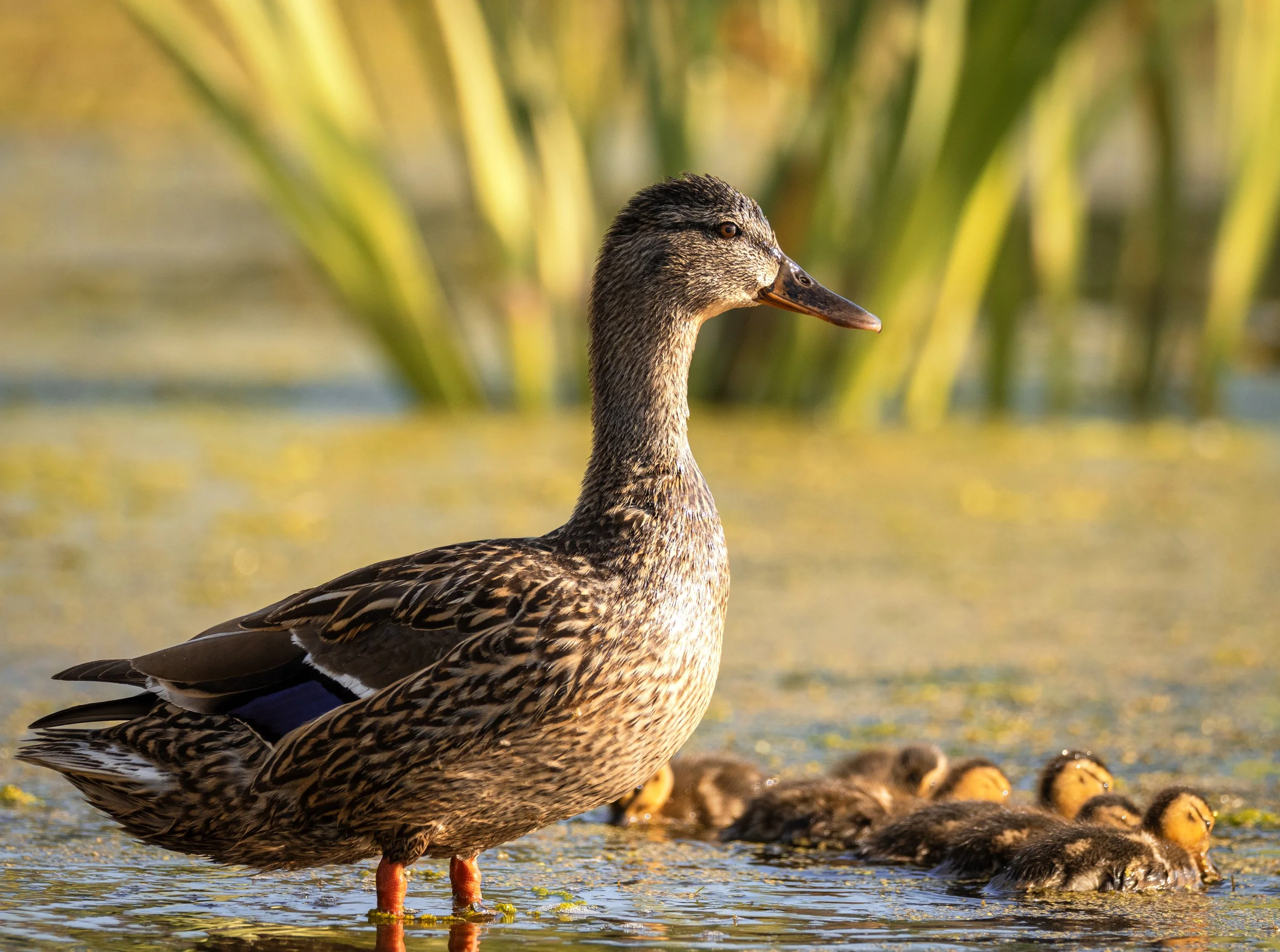 duck family.jpg