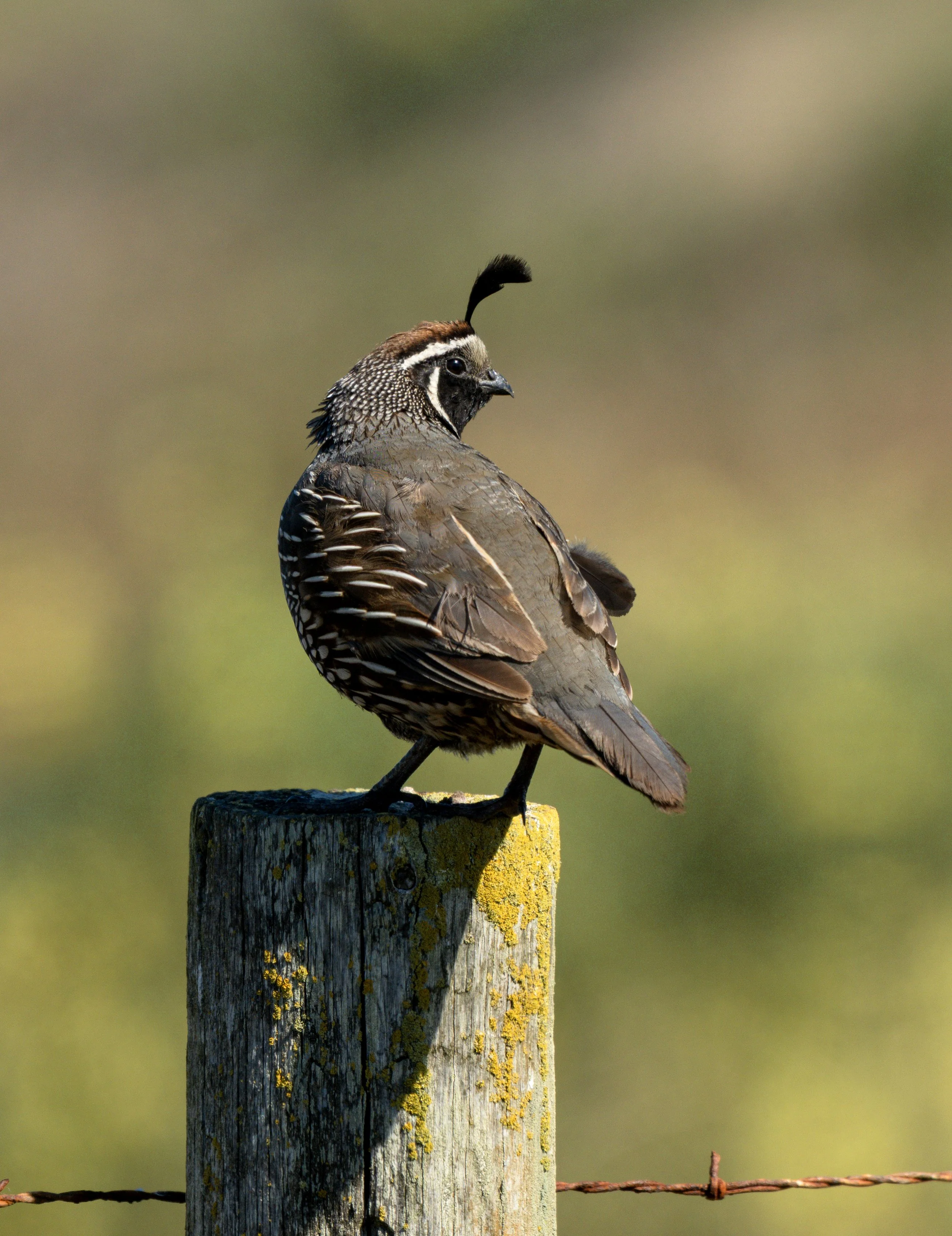 california quail.jpg