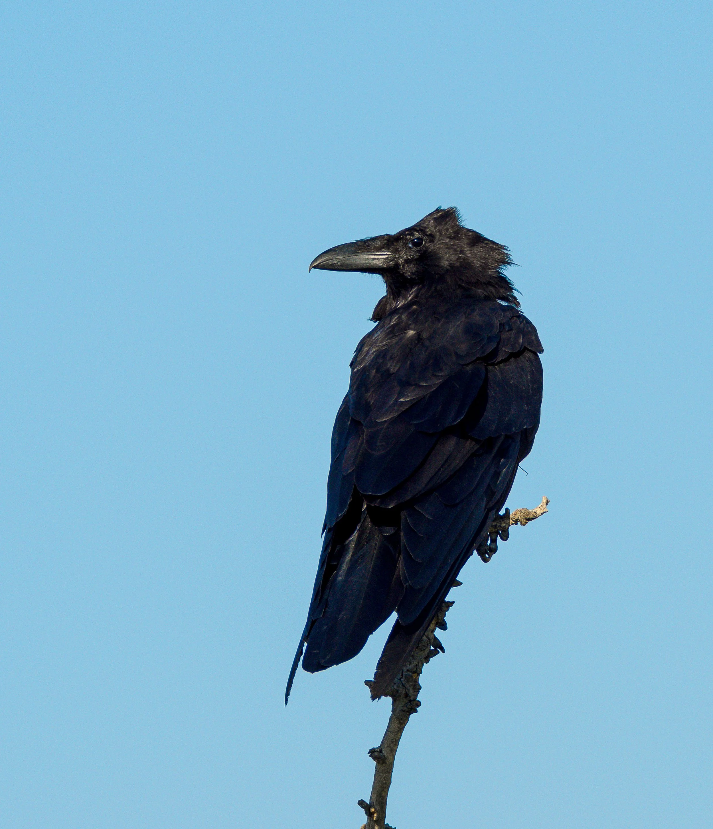 raven.jpg