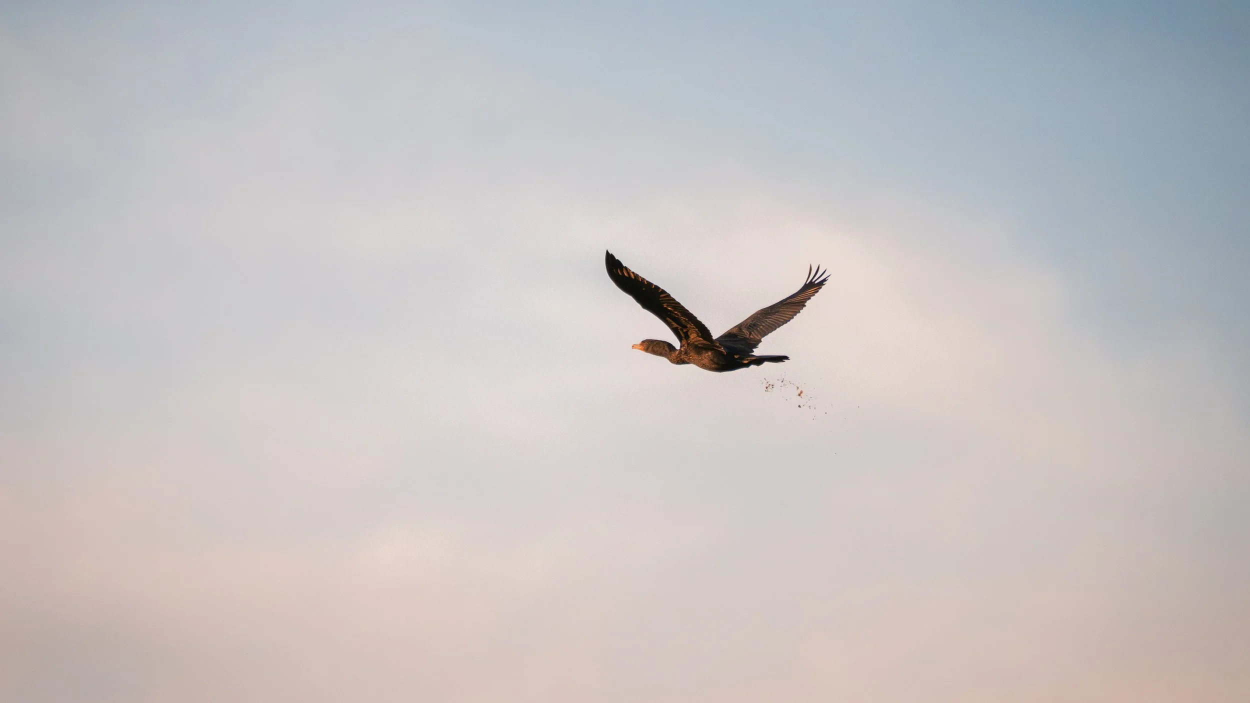 common cormorant pooping.jpg