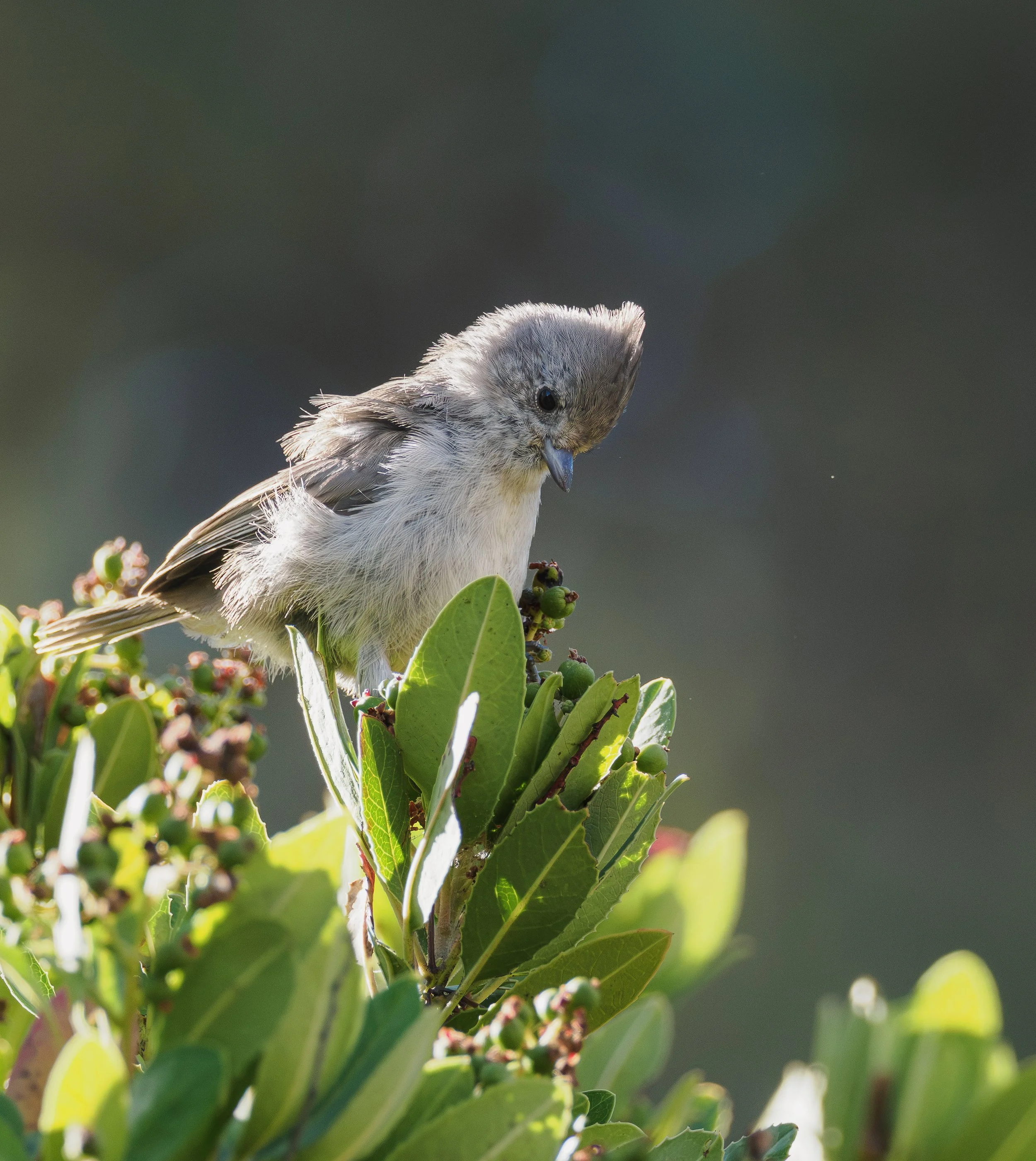 oak titmouse 5.jpg