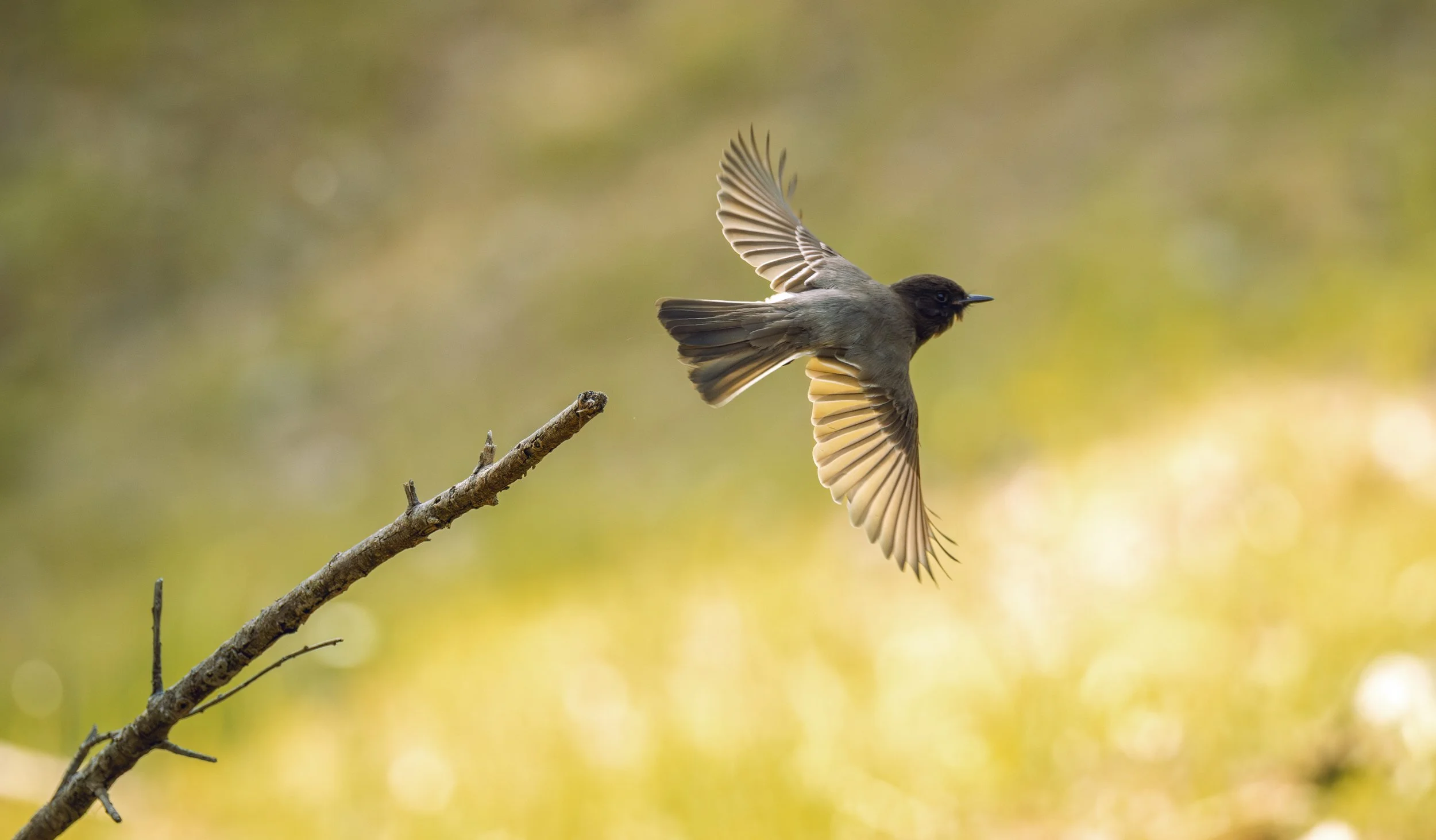 black phoebe.jpg