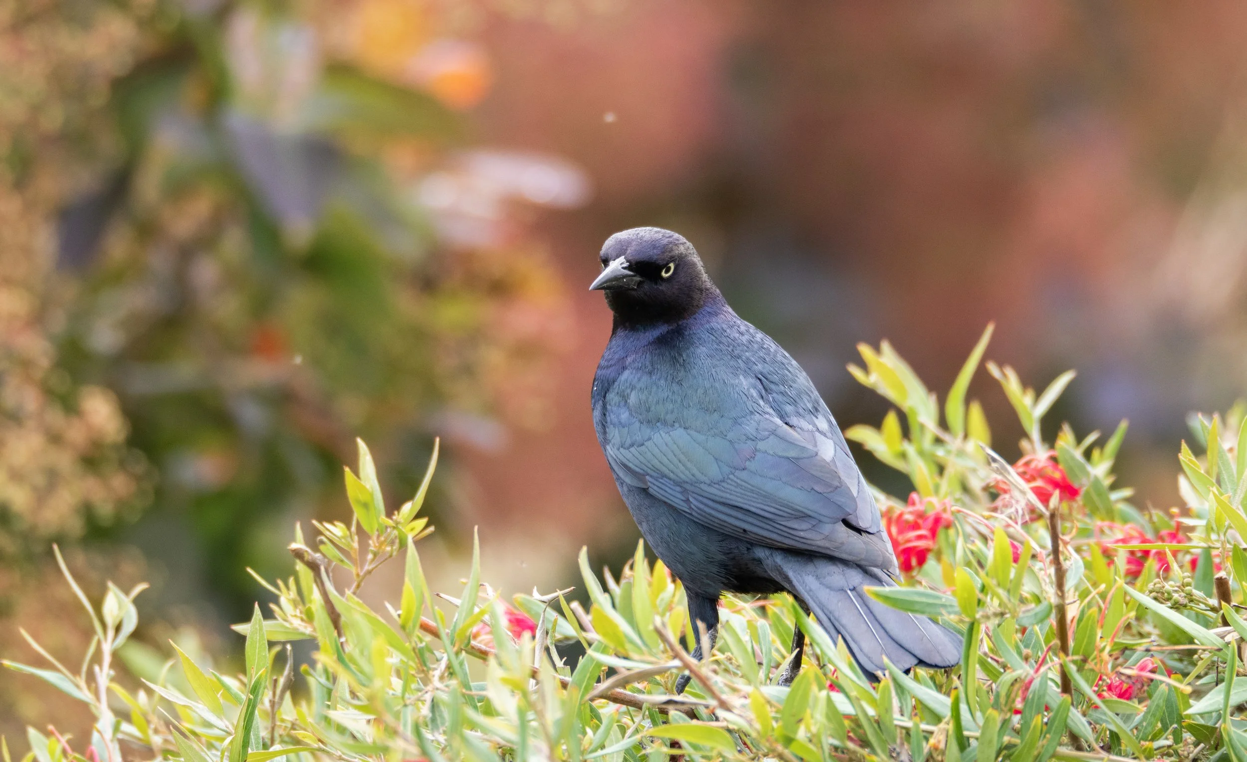 Brewer's Blackbird 8.jpg