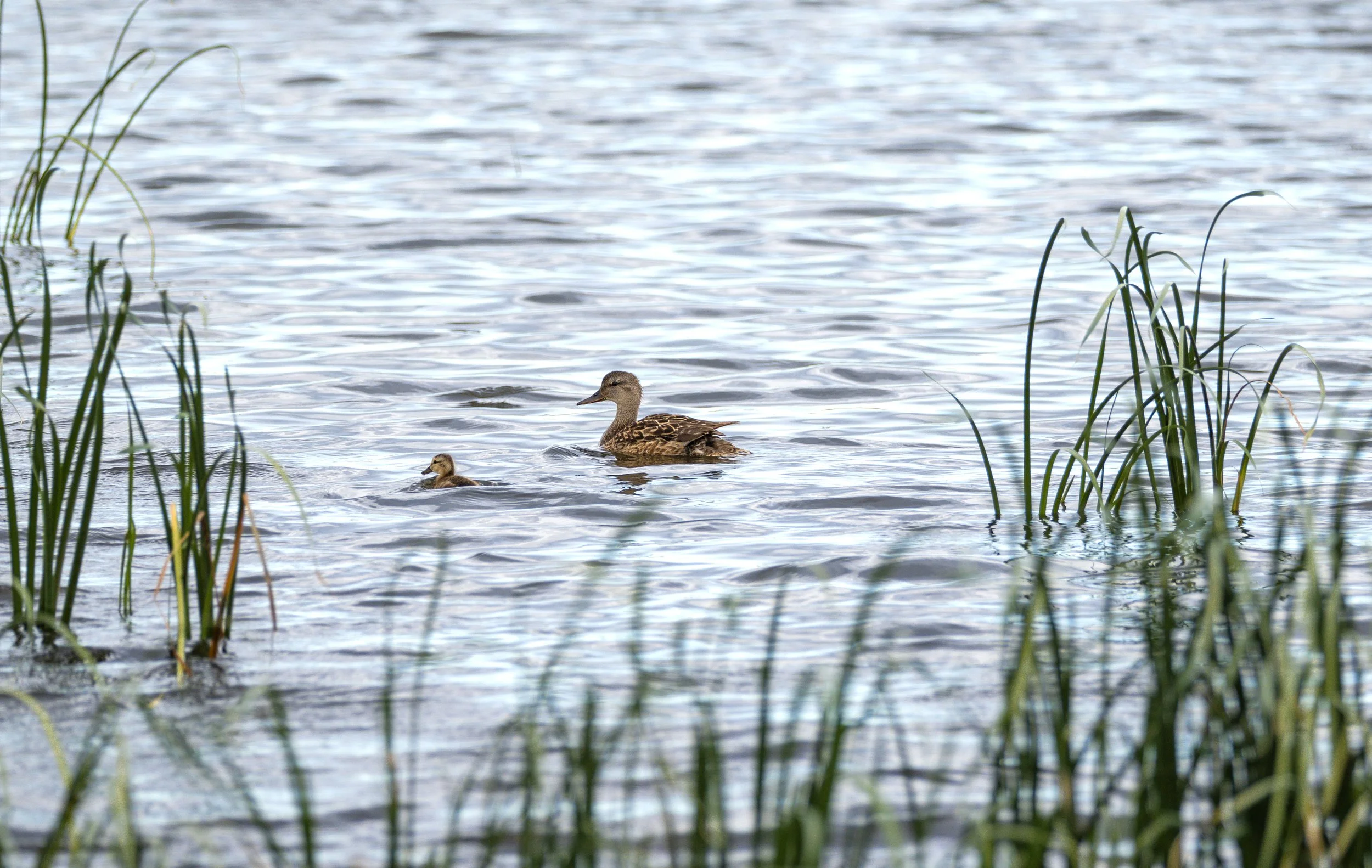 gadwall with chick.jpg