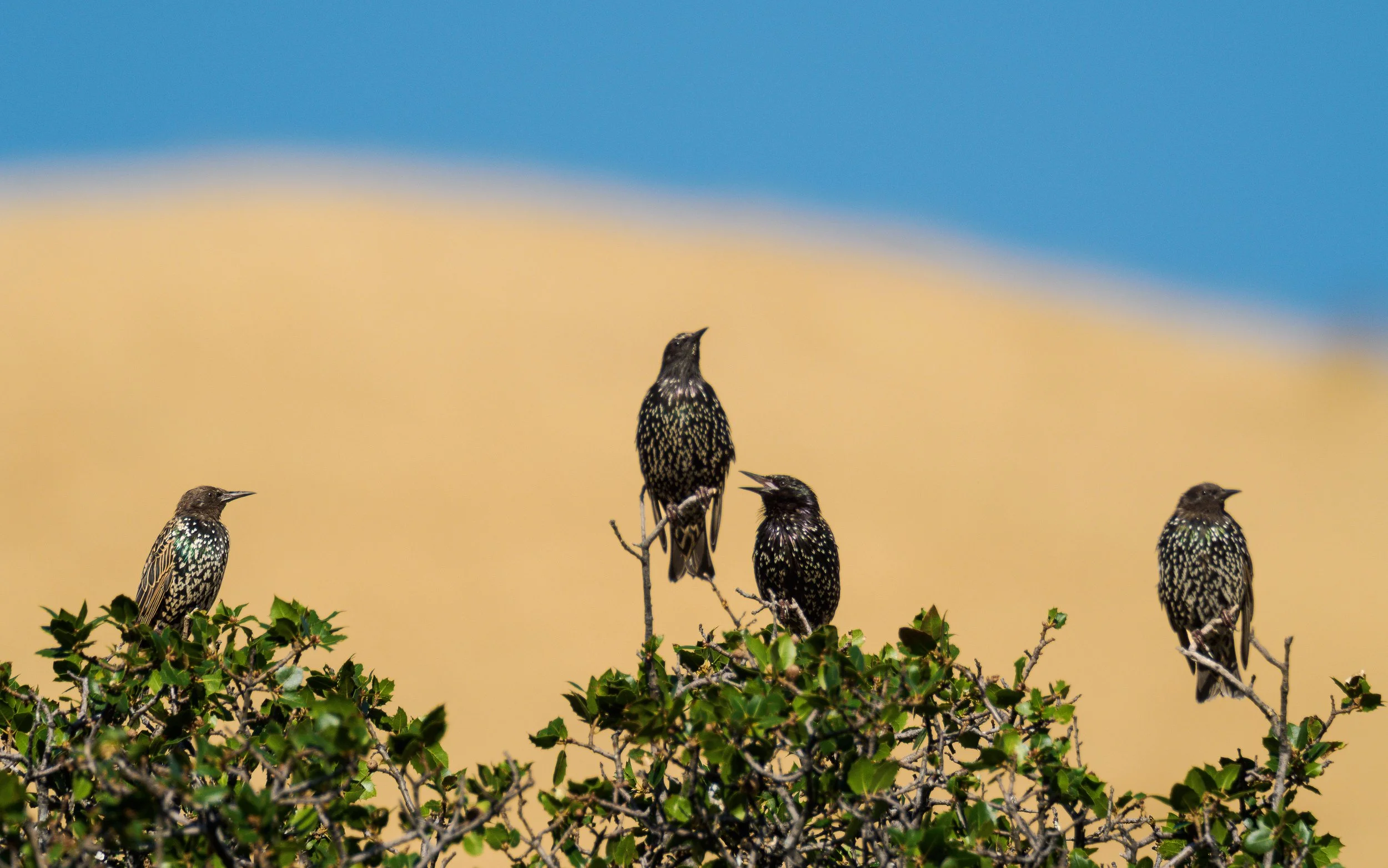european starling 2.jpg