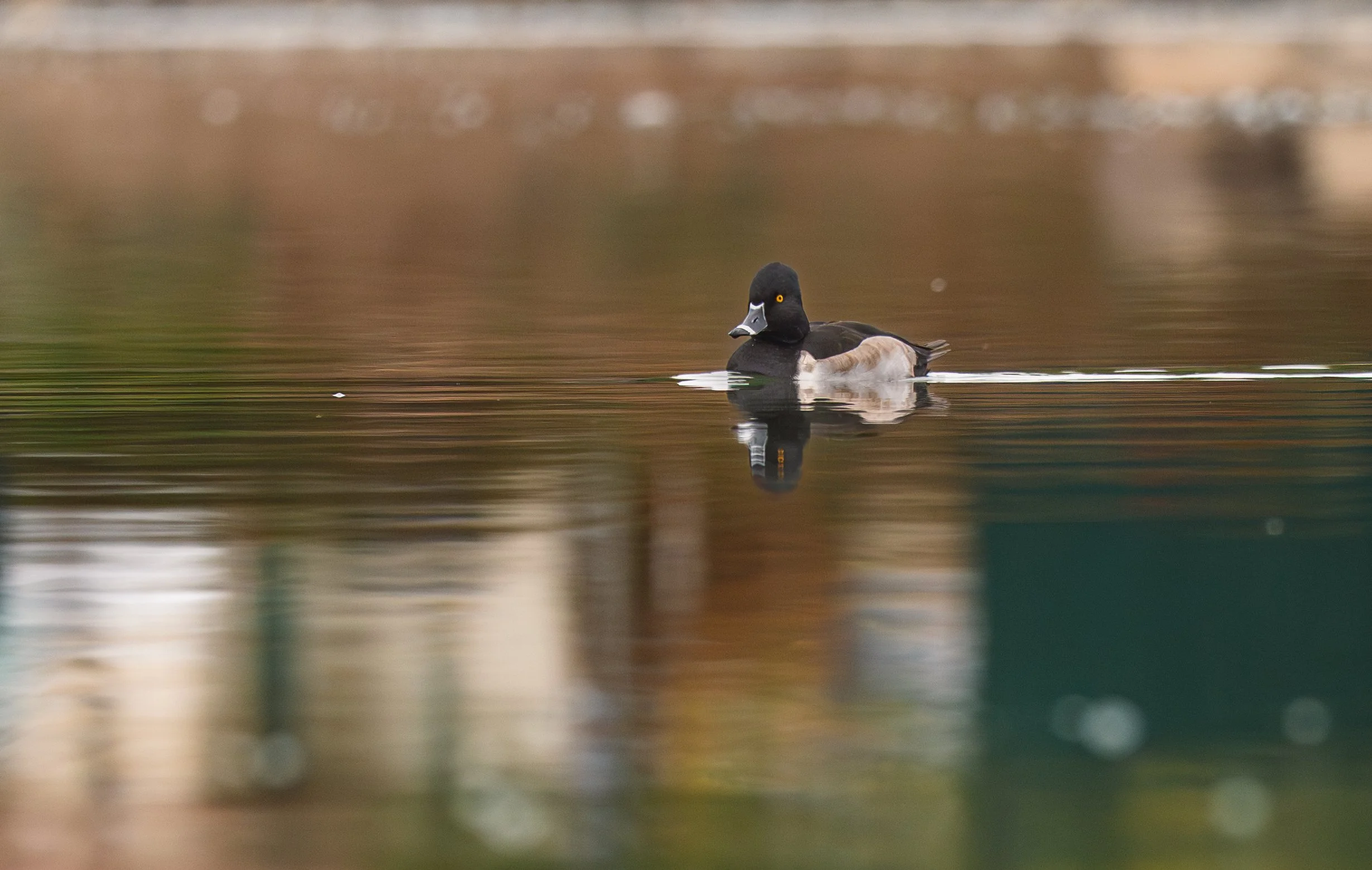 NZ8_3689.jpg