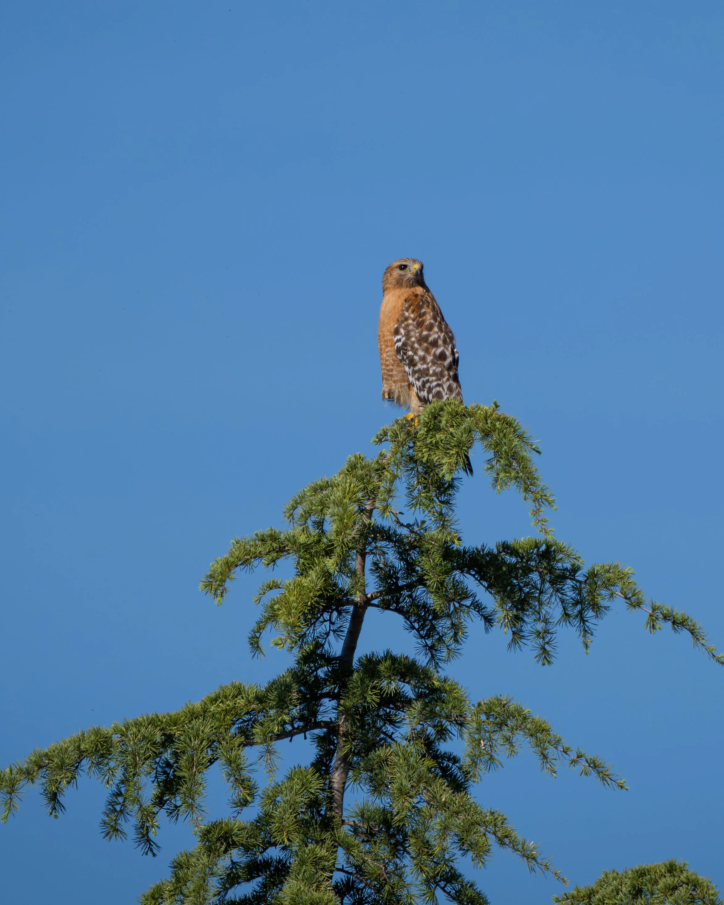 red shoulder hawk 5.jpg