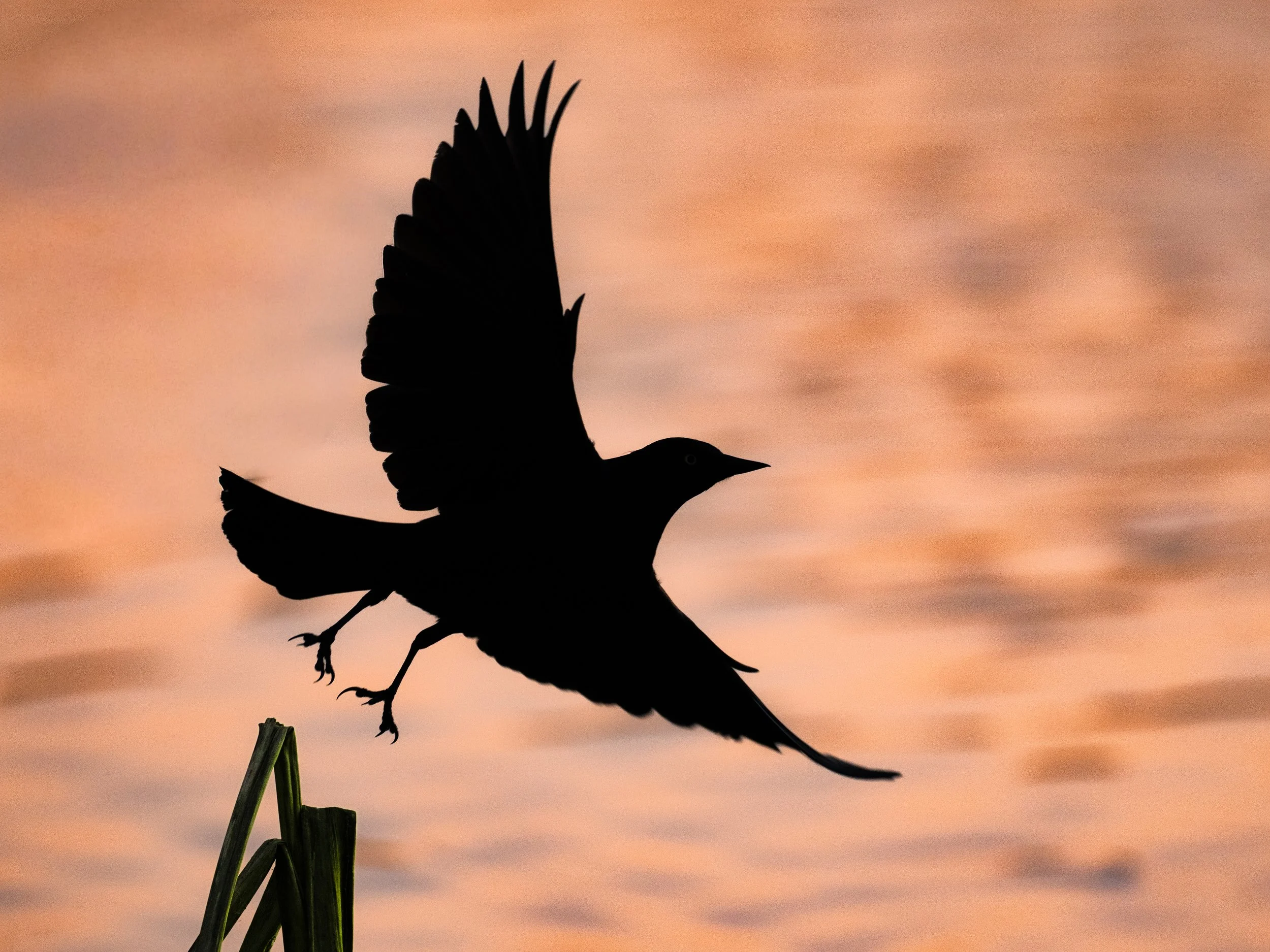 sunset birds 6.jpg