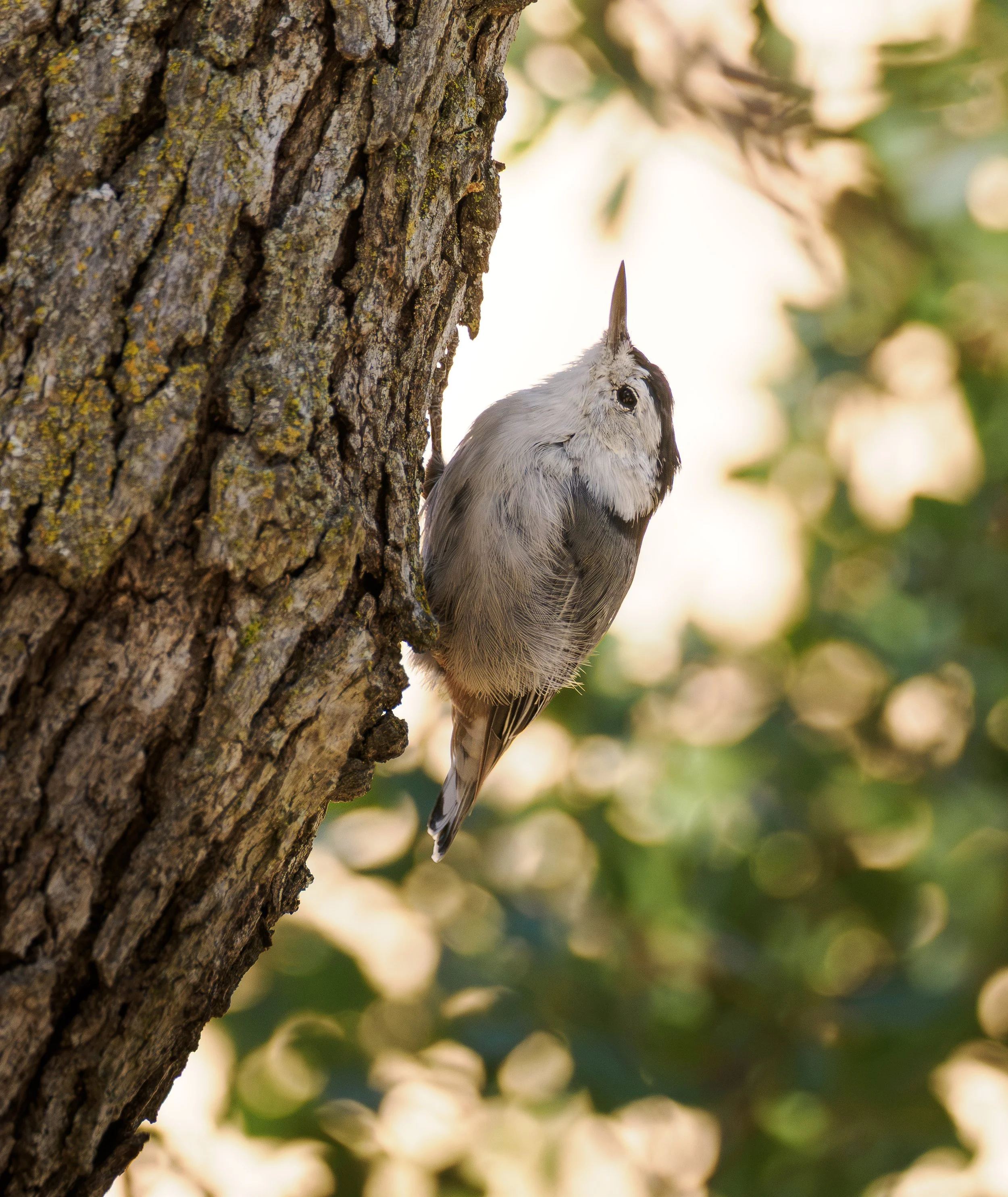 white breasted nuthatch 4.jpg