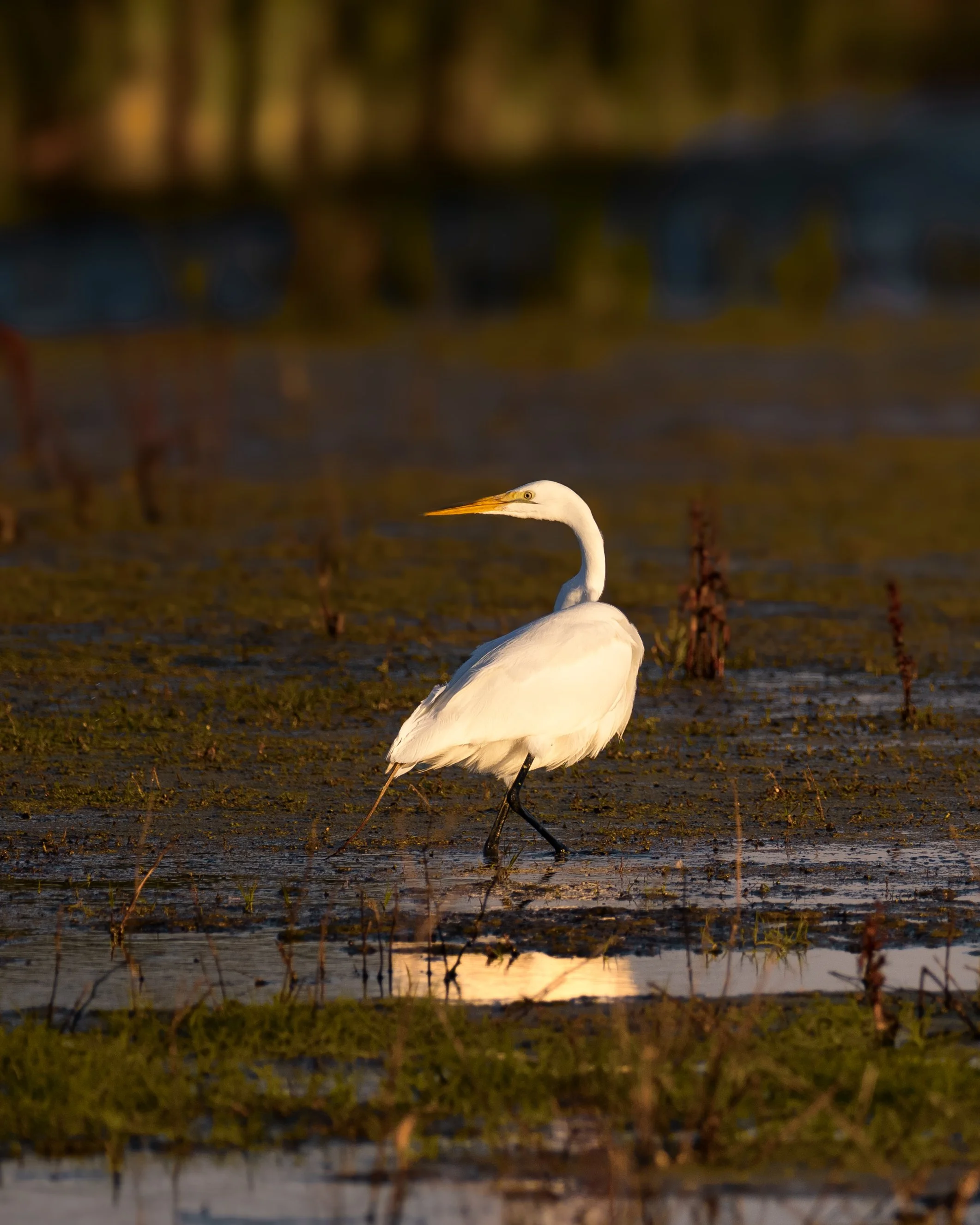 great egret 4.jpg