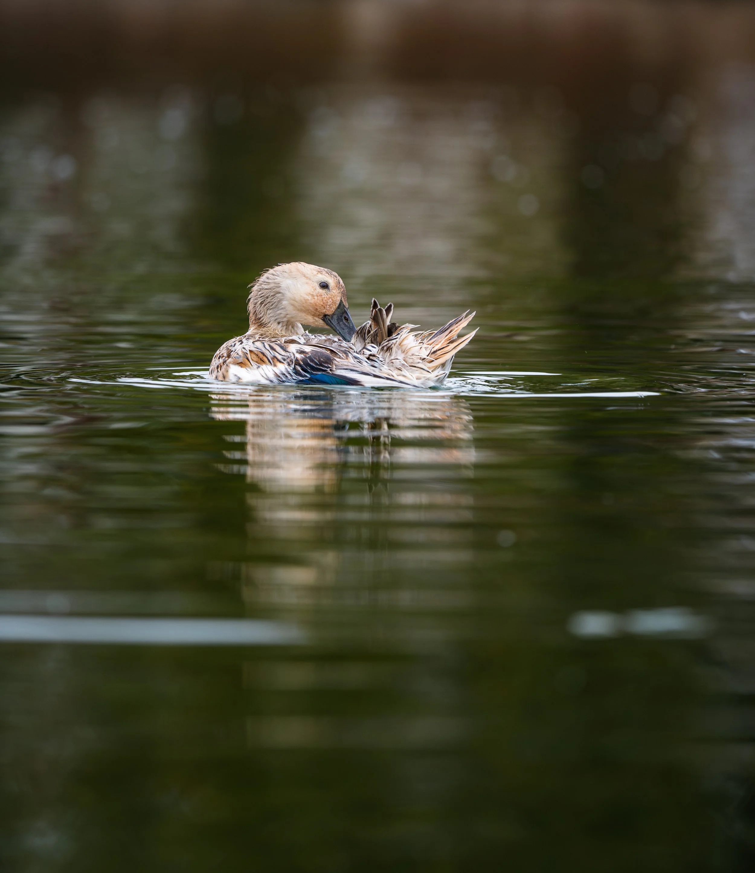 NZ8_3470.jpg