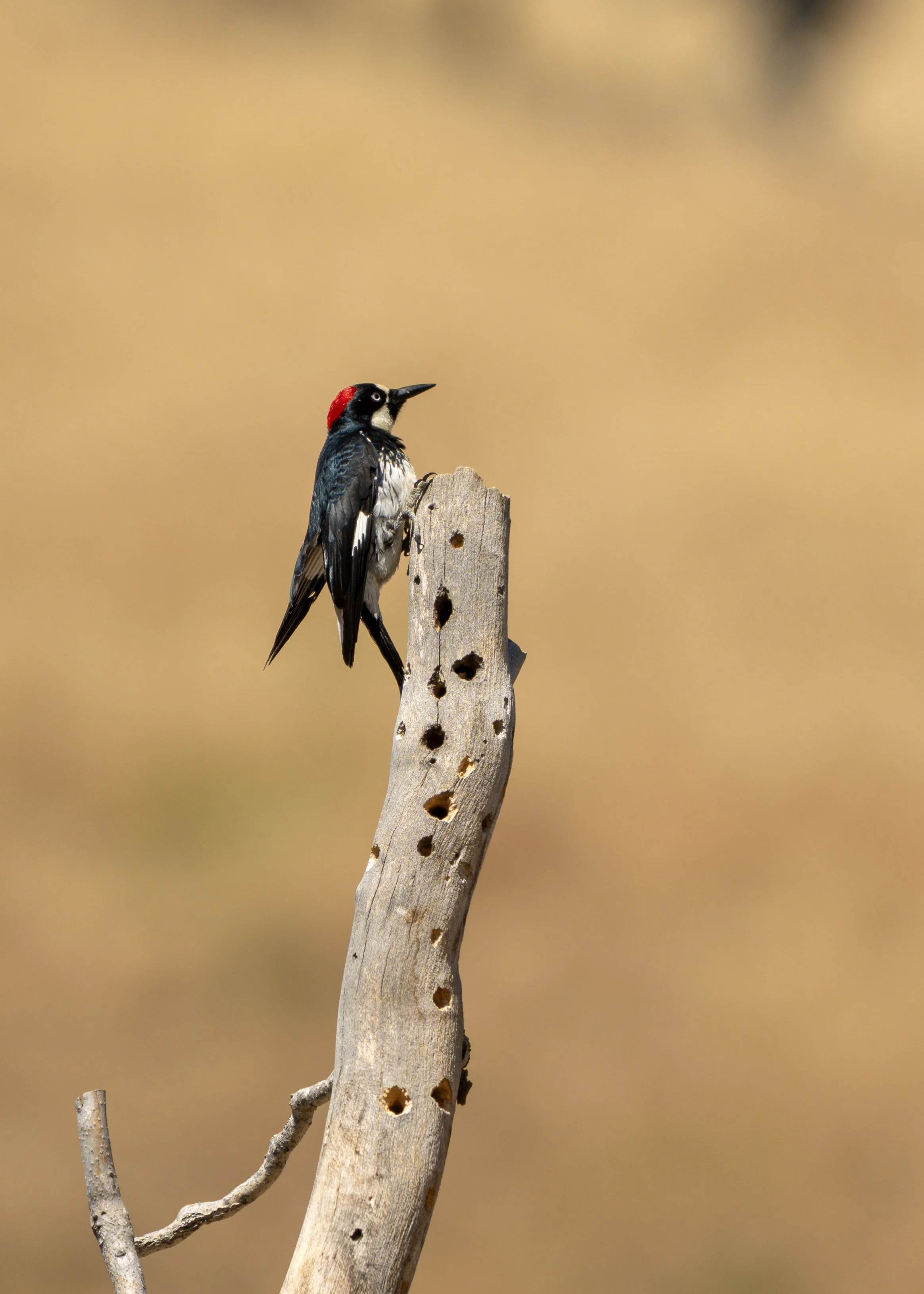 accorn woodpecker 1.jpg