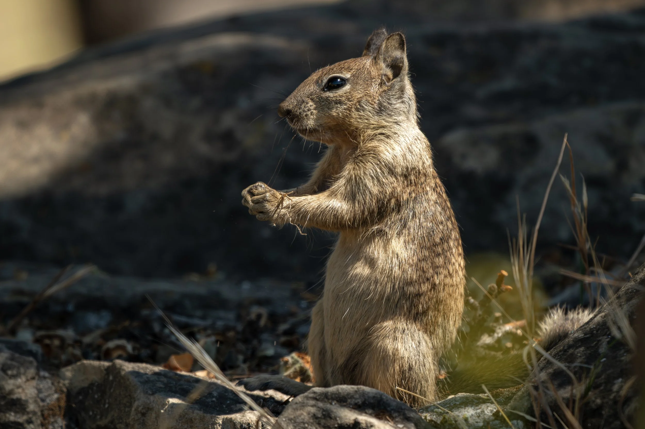ground squirrel 2.jpg