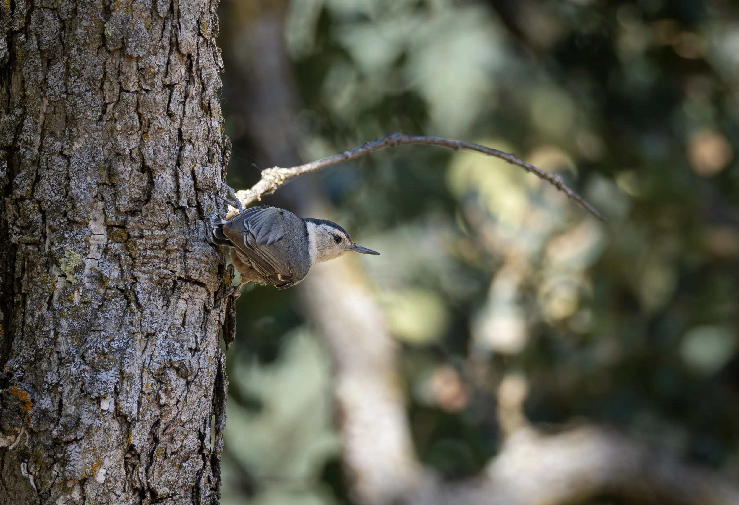 nuthatch 1.jpg