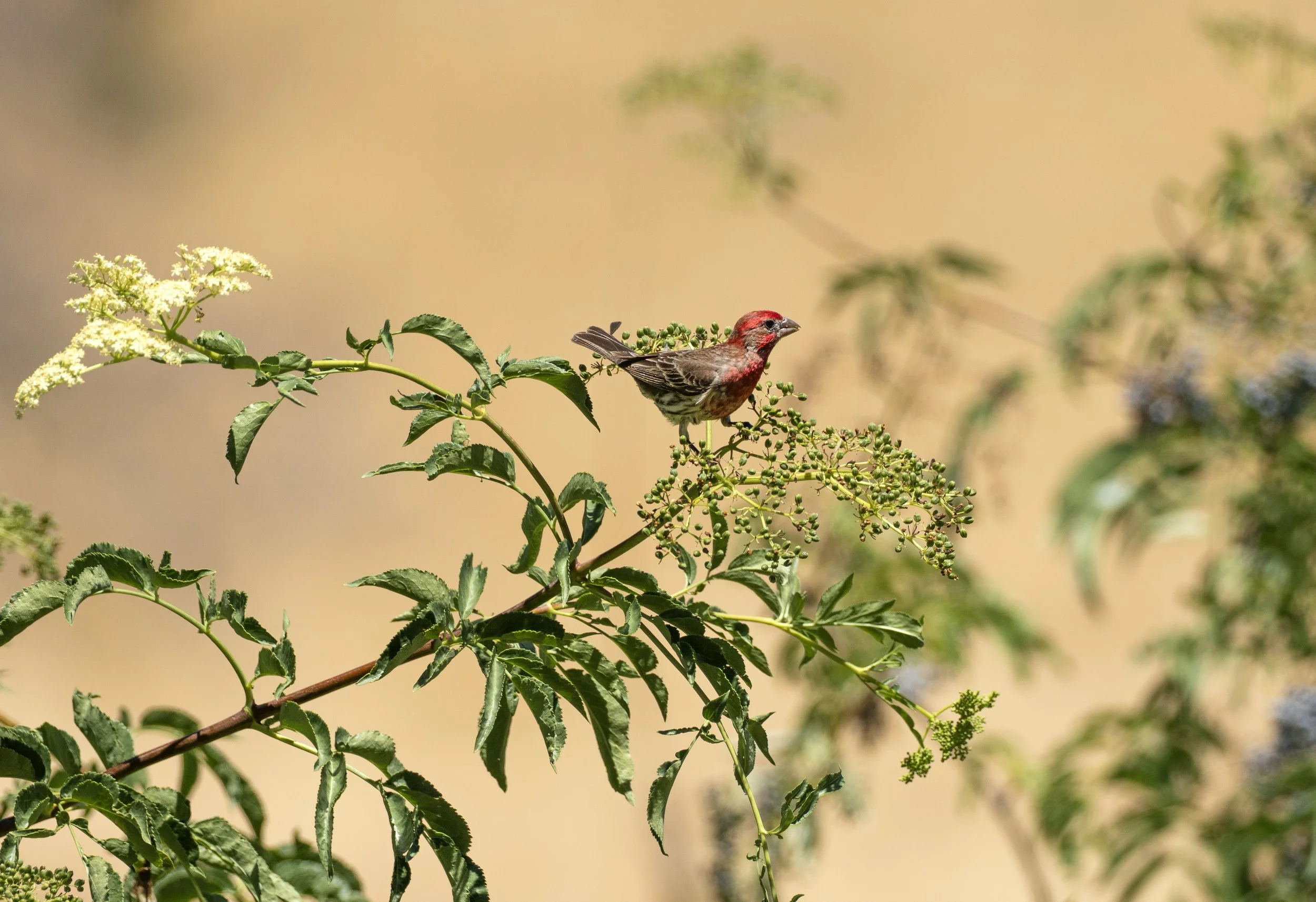 house finch 9.jpg